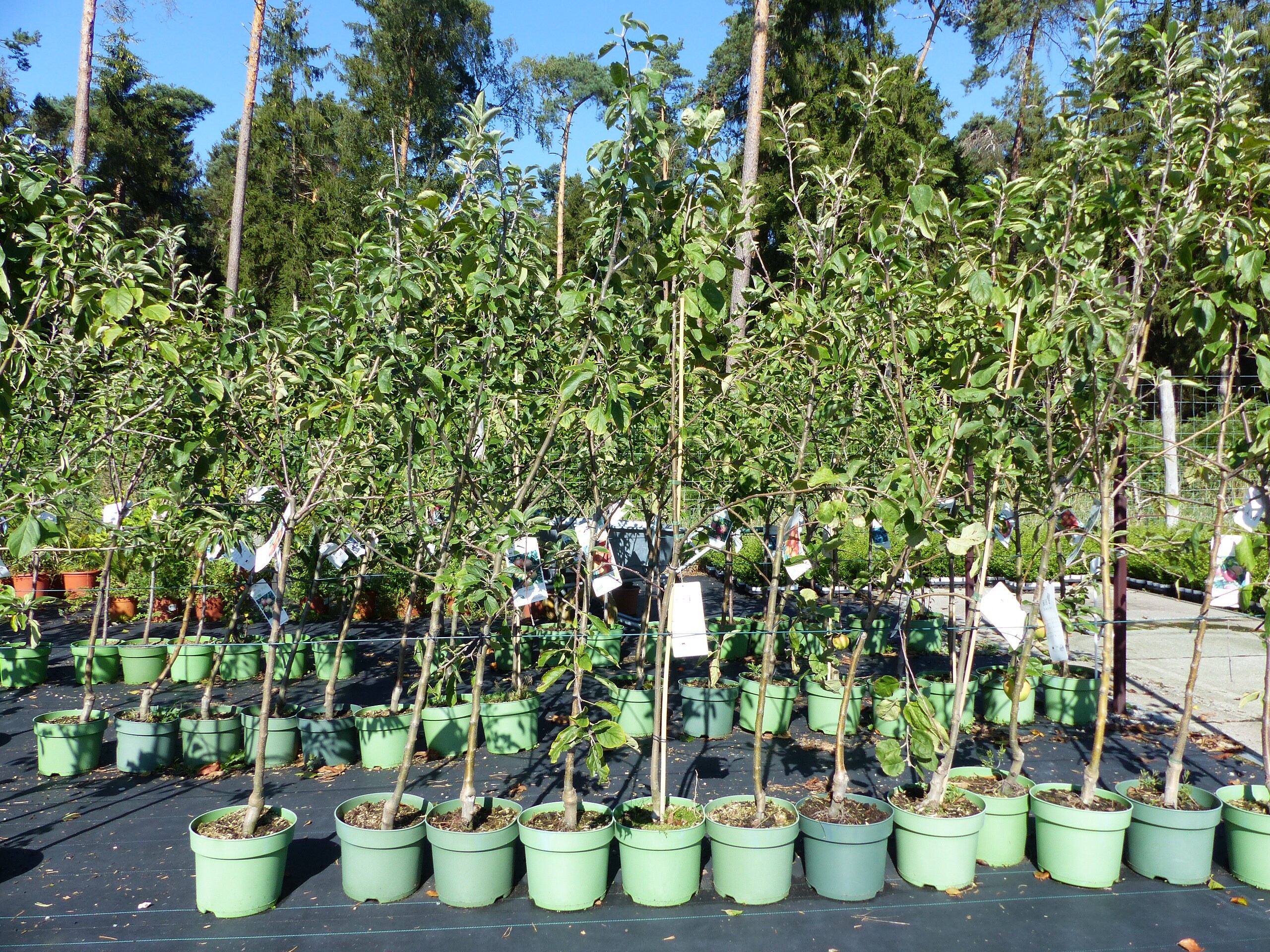 BIO Obstbaum Mirabelle 170-180 cm, biologische Aufzucht, Premium Qualit&auml;t - Bild 1