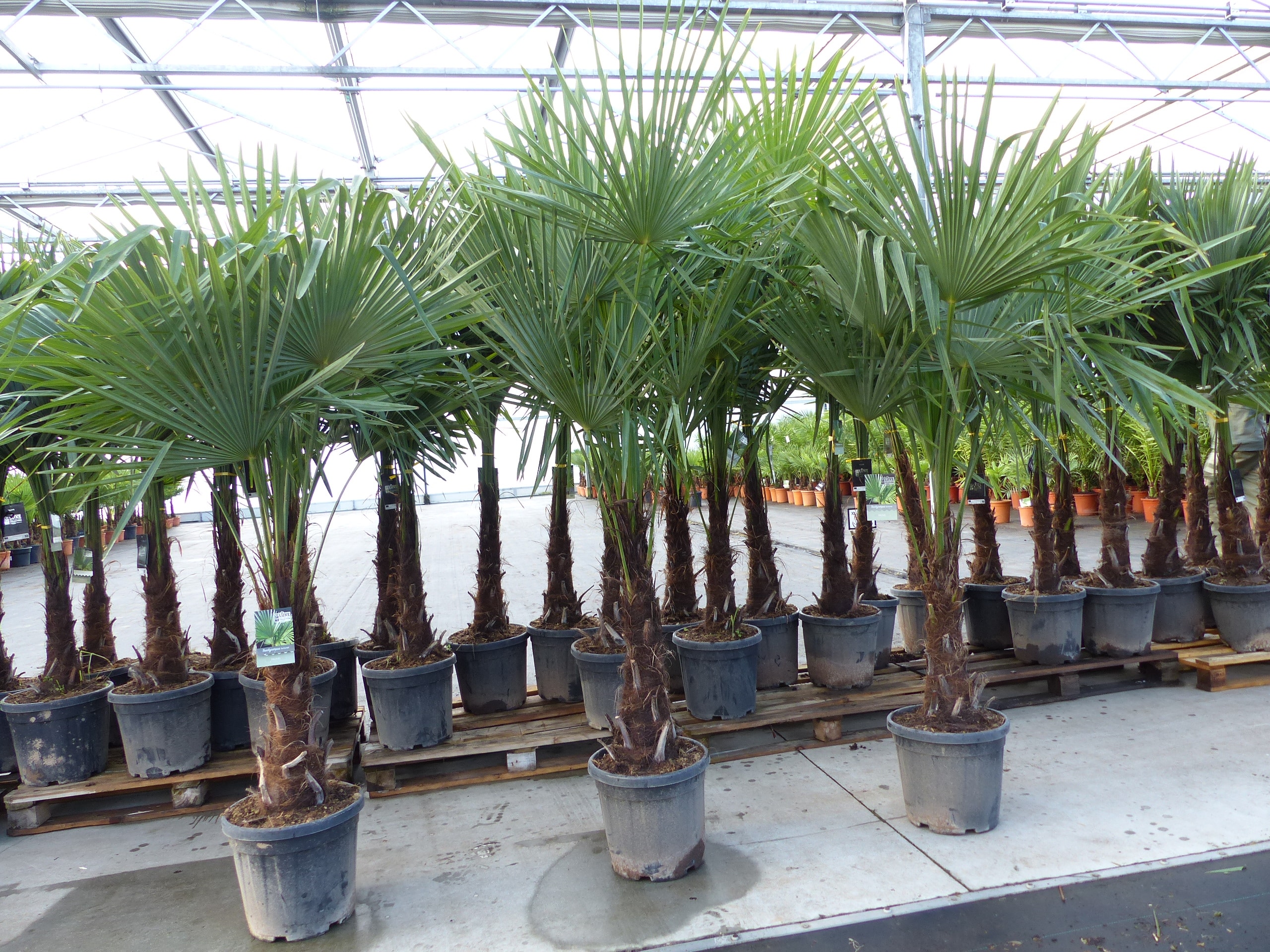 XXL+ Palme winterhart 170 - 190 cm Trachycarpus fortunei, Hanfpalme, Top-Qualit&auml;t - Bild 1
