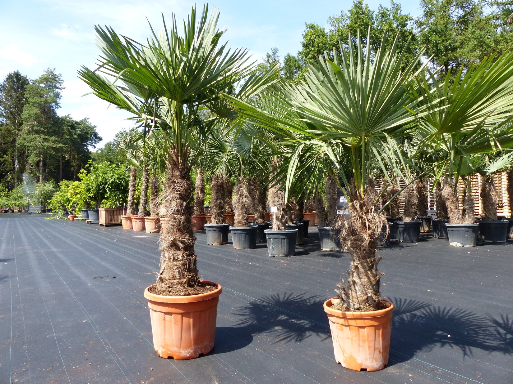 2 Stück im Palmenset Trachycarpus fortunei dicke Stämme 200 cm Hanfpalme, winterharte Palme bis -18°C | 04251740110566