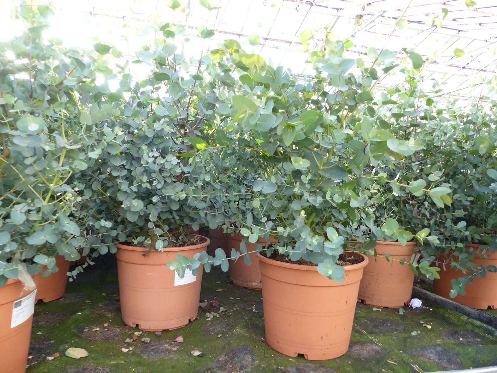 2x XXL Eucalyptus Busch Eukalyptusbaum 40 – 60 cm, Pflanze winterhart | 04251740110610