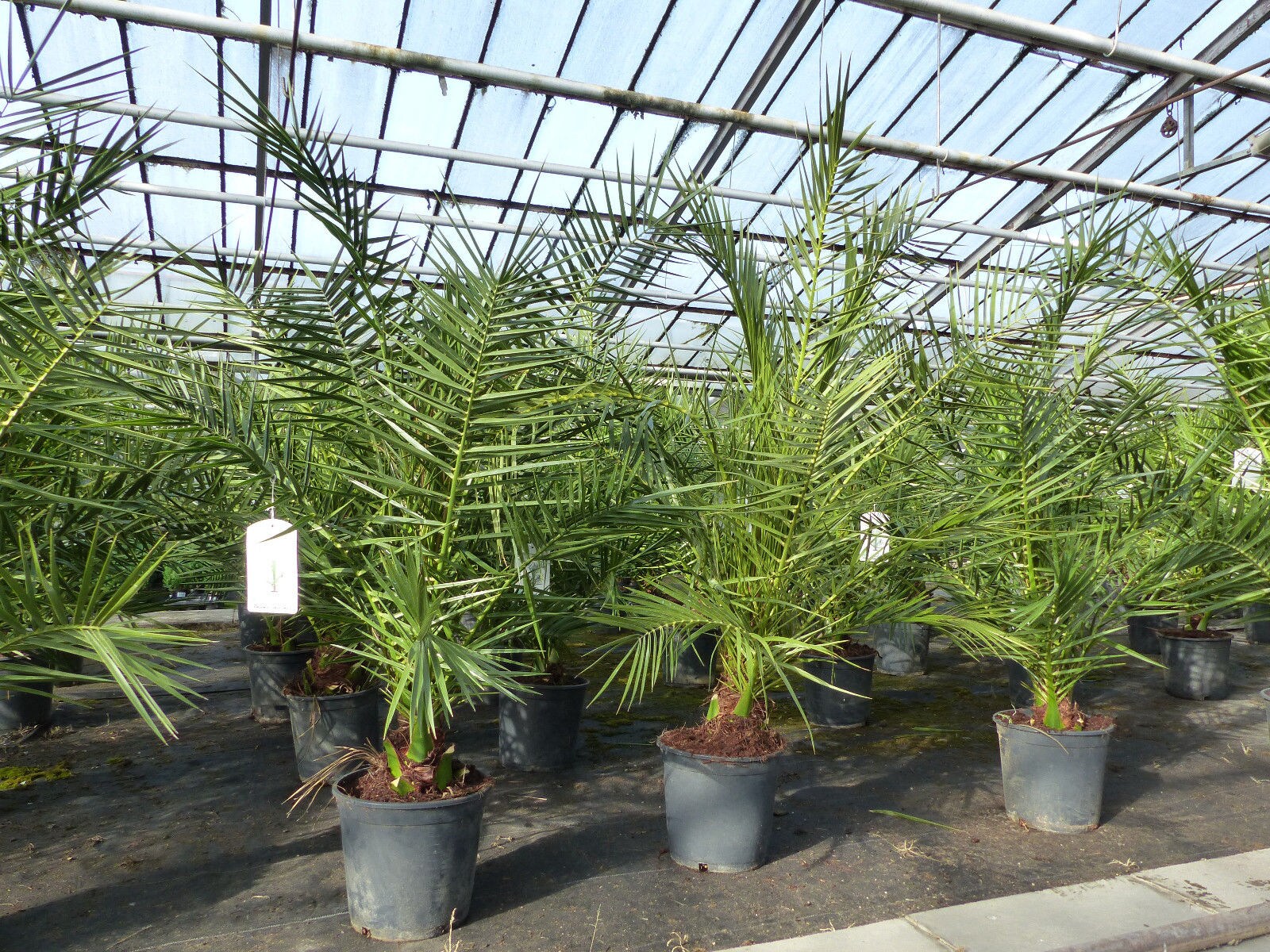 2 Stück Palme 90-120 cm, Phoenix canariensis, kanarische Dattelpalme, kräftige Palmen, keine Jungpflanzen | 04251740110733