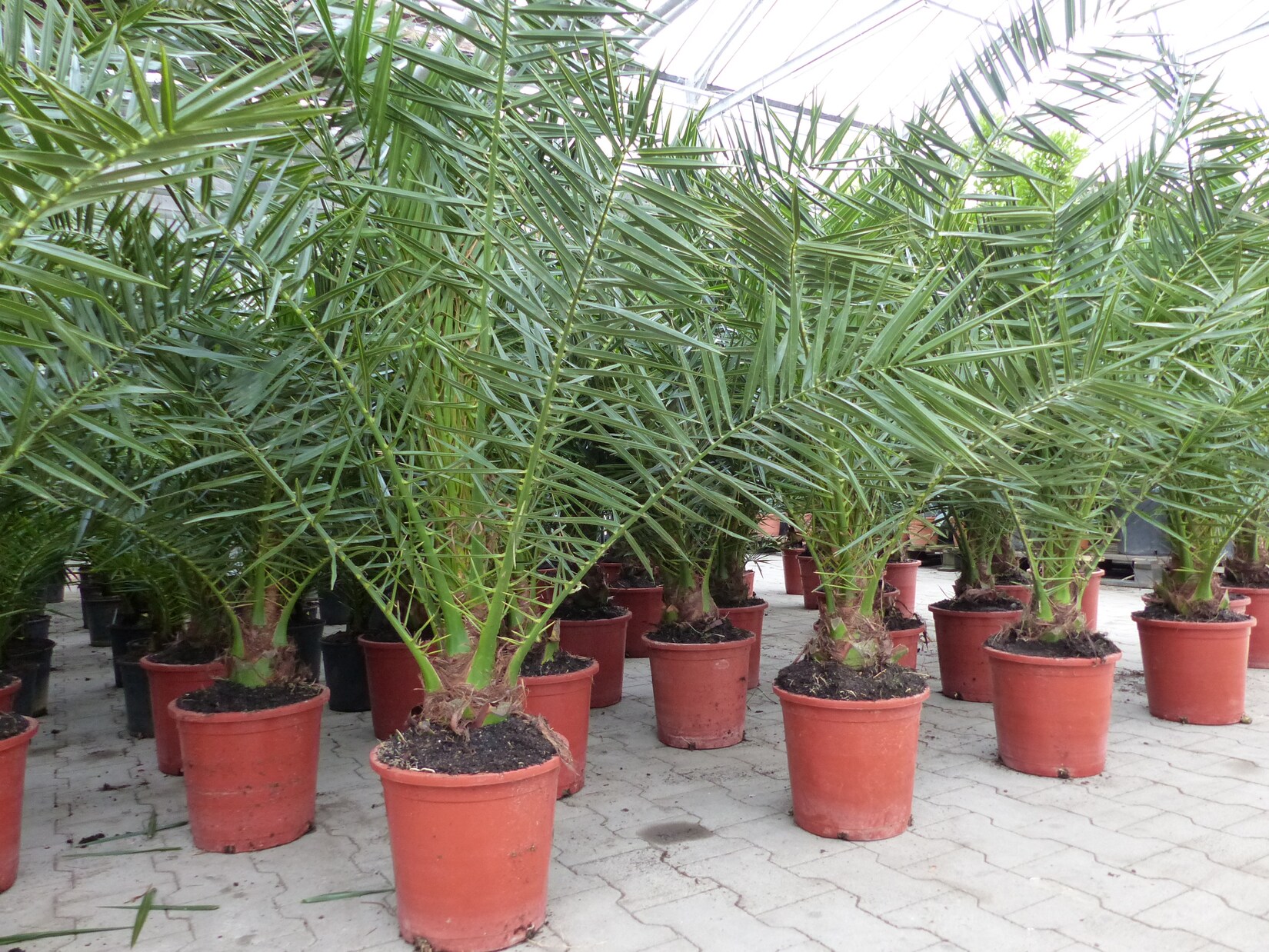 4 Stück Palme 90-120 cm, Phoenix canariensis, kanarische Dattelpalme, kräftige Palmen, keine Jungpflanzen | 04251740110740
