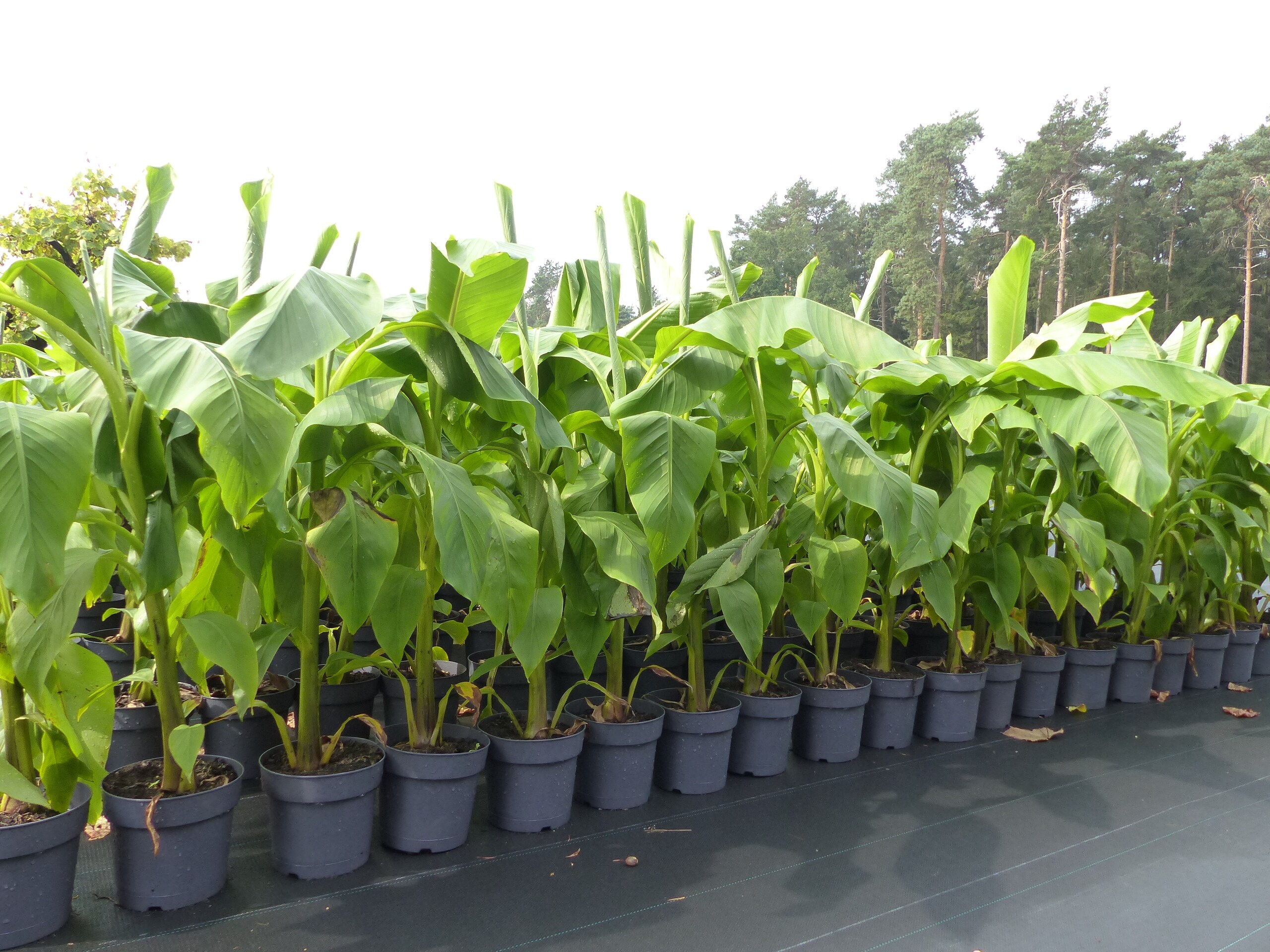 Bananenstaude Musa Basjoo 100 - 120 cm winterhart Staude japanische Faserbanane - Bild 1