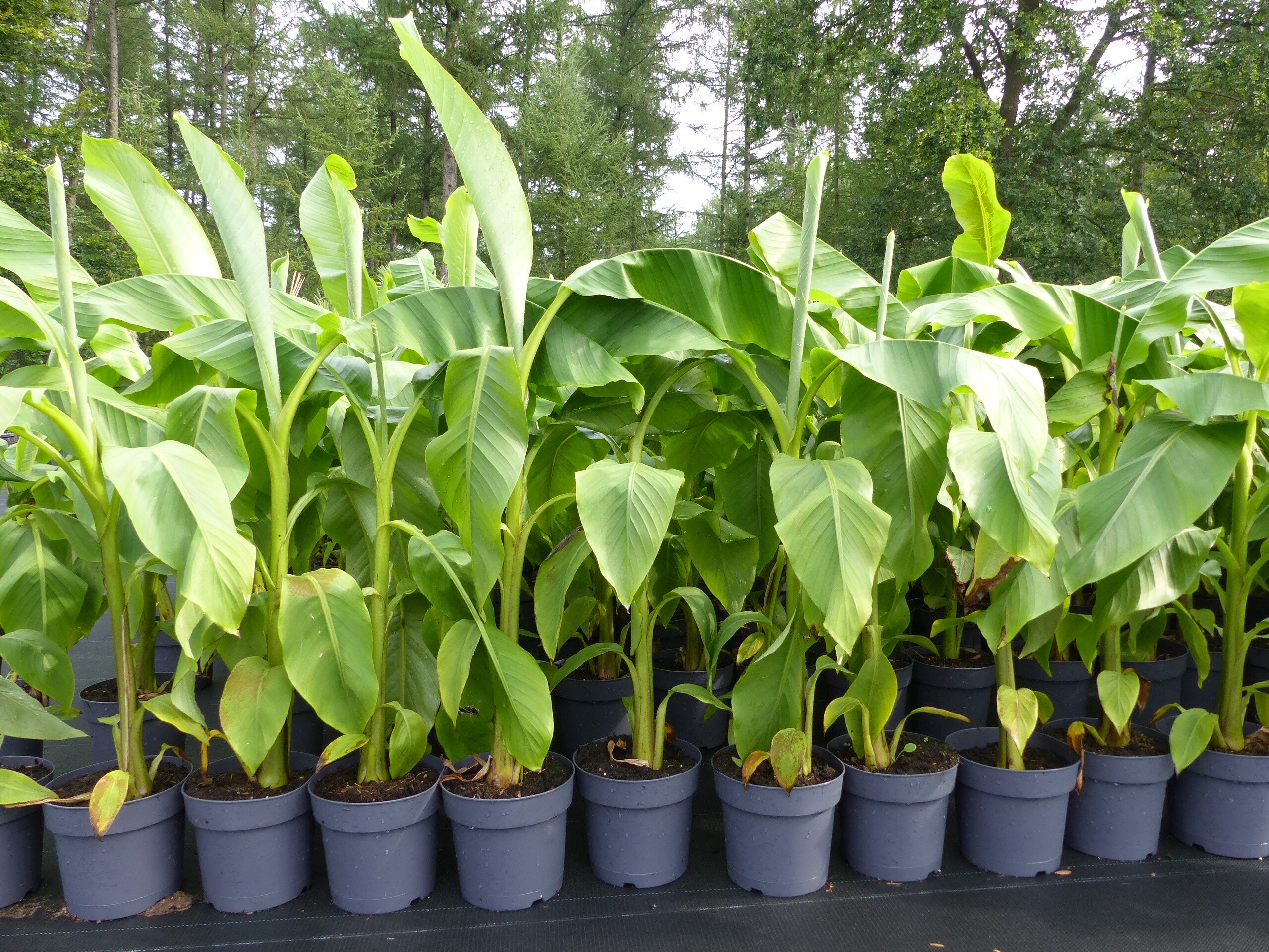 Bananenstaude Musa Basjoo 100 - 120 cm winterhart Staude japanische  Faserbanane