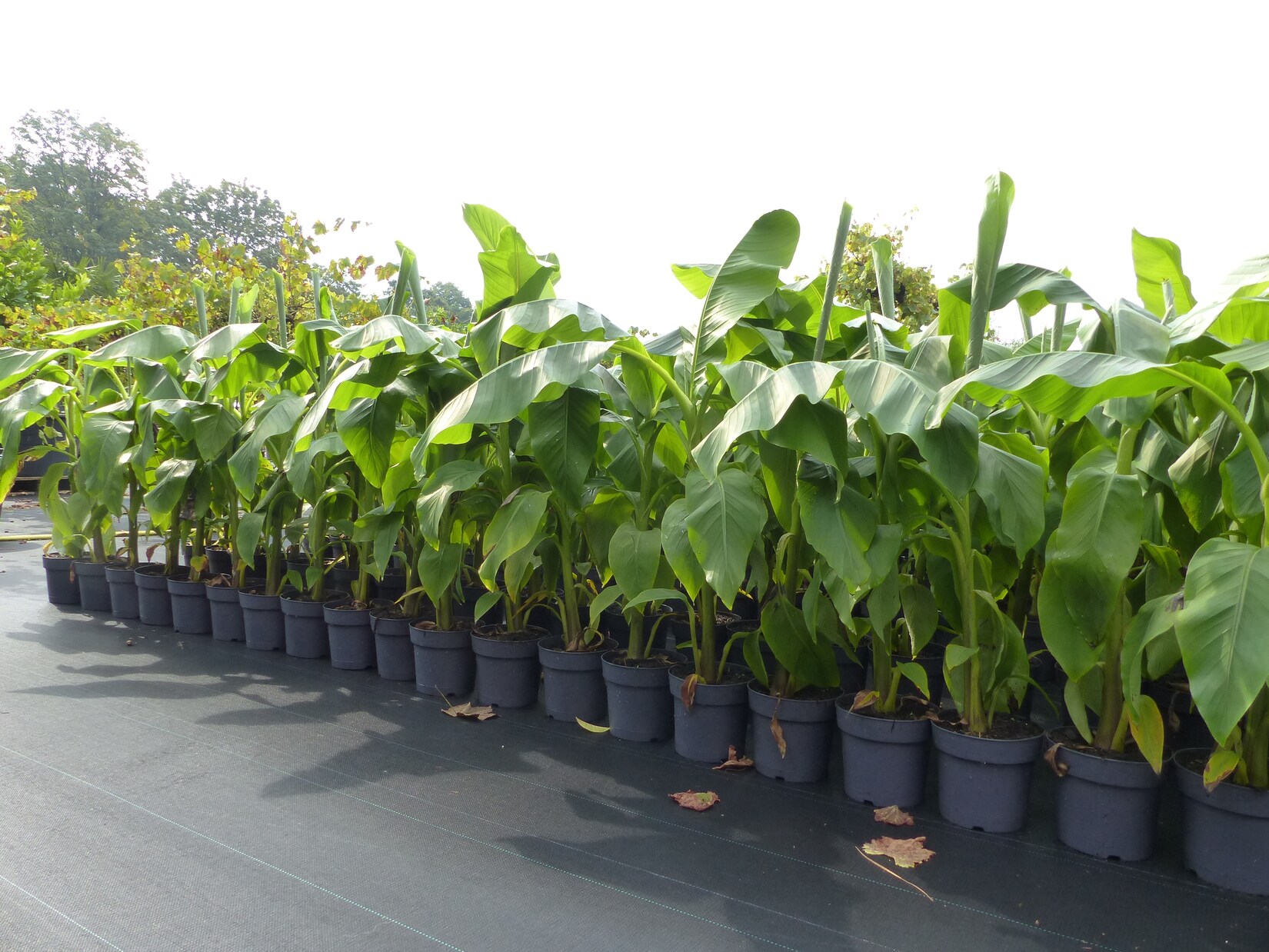 2 Stück Bananenstaude Banane Musa Basjoo 140 – 170 cm winterhart Staude japanische Faserbanane | 04251740110948