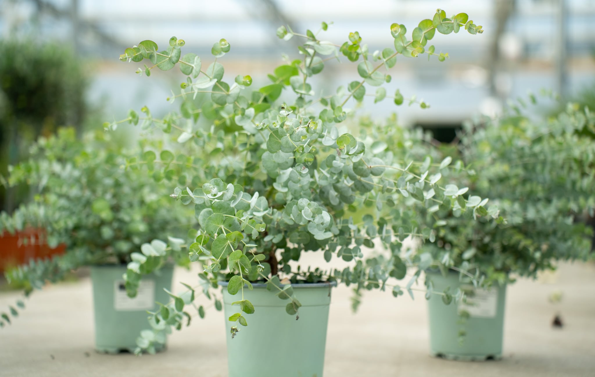 2x XL Eucalyptus Gunni Gunnii Busch Eukalyptusbaum 35- 50 cm, Pflanze winterhart - Bild 1