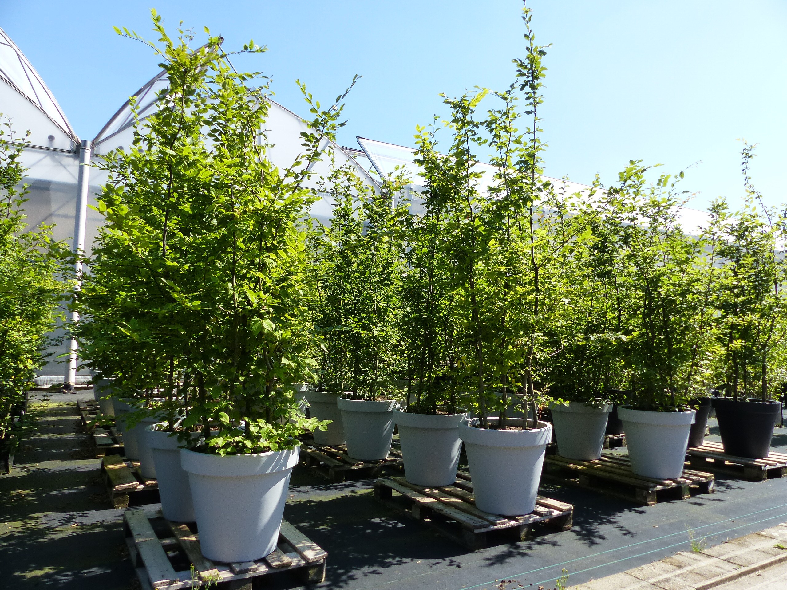 Buchensäule im Pflanzkübel Buche 240 cm Carpinus betulus winterhart