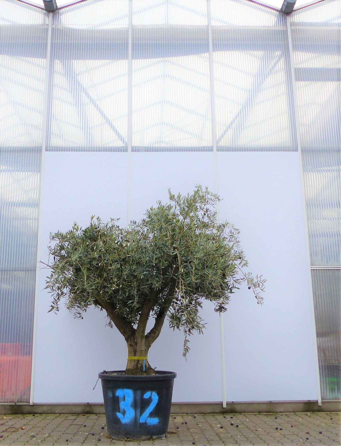 genau dieser Nr 32: Olivenbaum, knorrige alte urige Olive winterhart - Bild 1