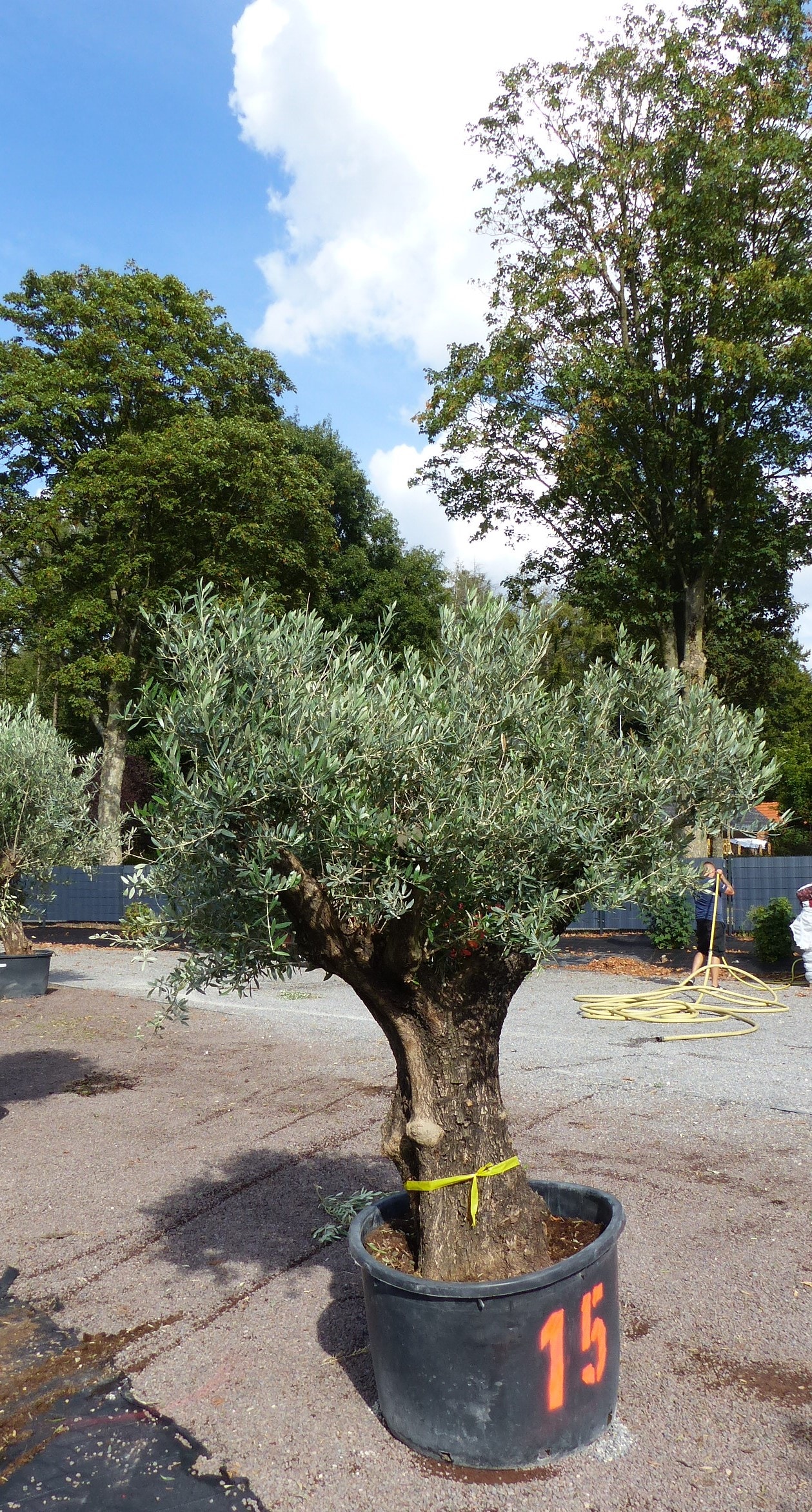 thuja wirkung haare Thuja Öl aus Korea – Ätherisches Öl (Thuja orientalis) – ESSENCE-PUR main image 0