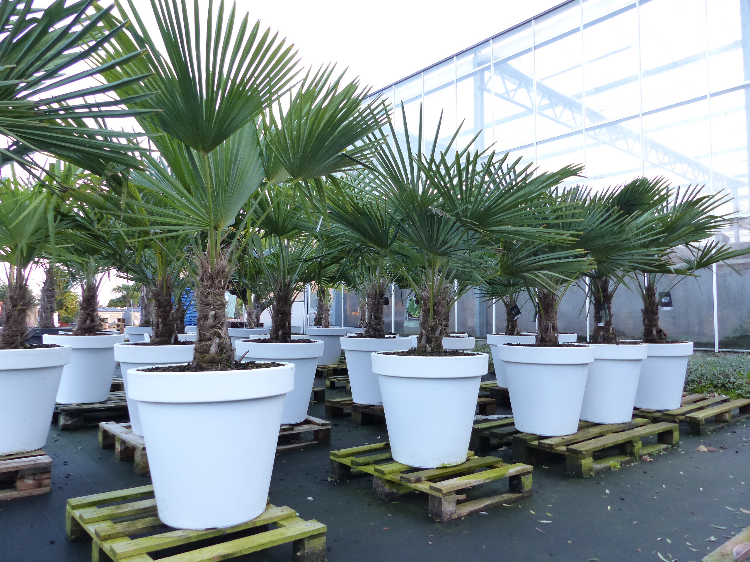 XXL Palme winterhart inkl. Pflanzk&uuml;bel wei&szlig;, 160 - 190 cm Trachycarpus fortunei, Hanfpalme, Top-Qualit&auml;t - Bild 1