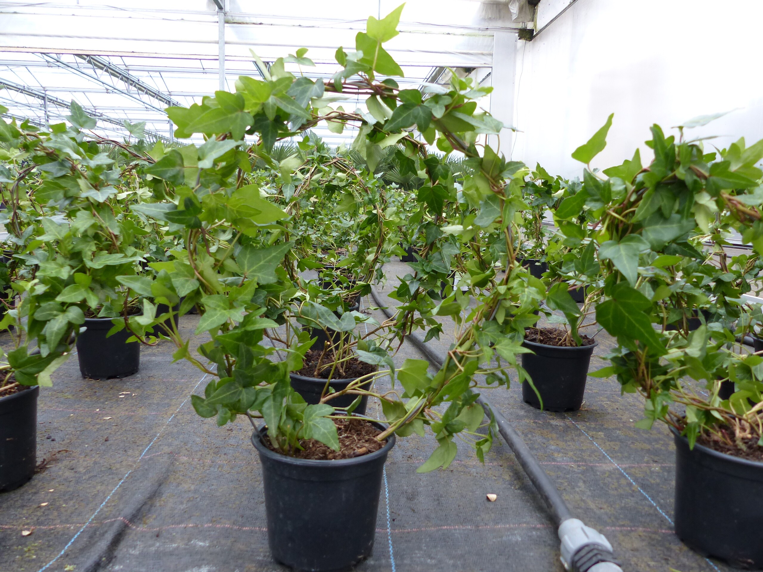 Efeu Pflanze Hedera Krone Kugel Ball Heckenpflanze winterhart Kletterpflanze innen + au&szlig;en - Bild 1