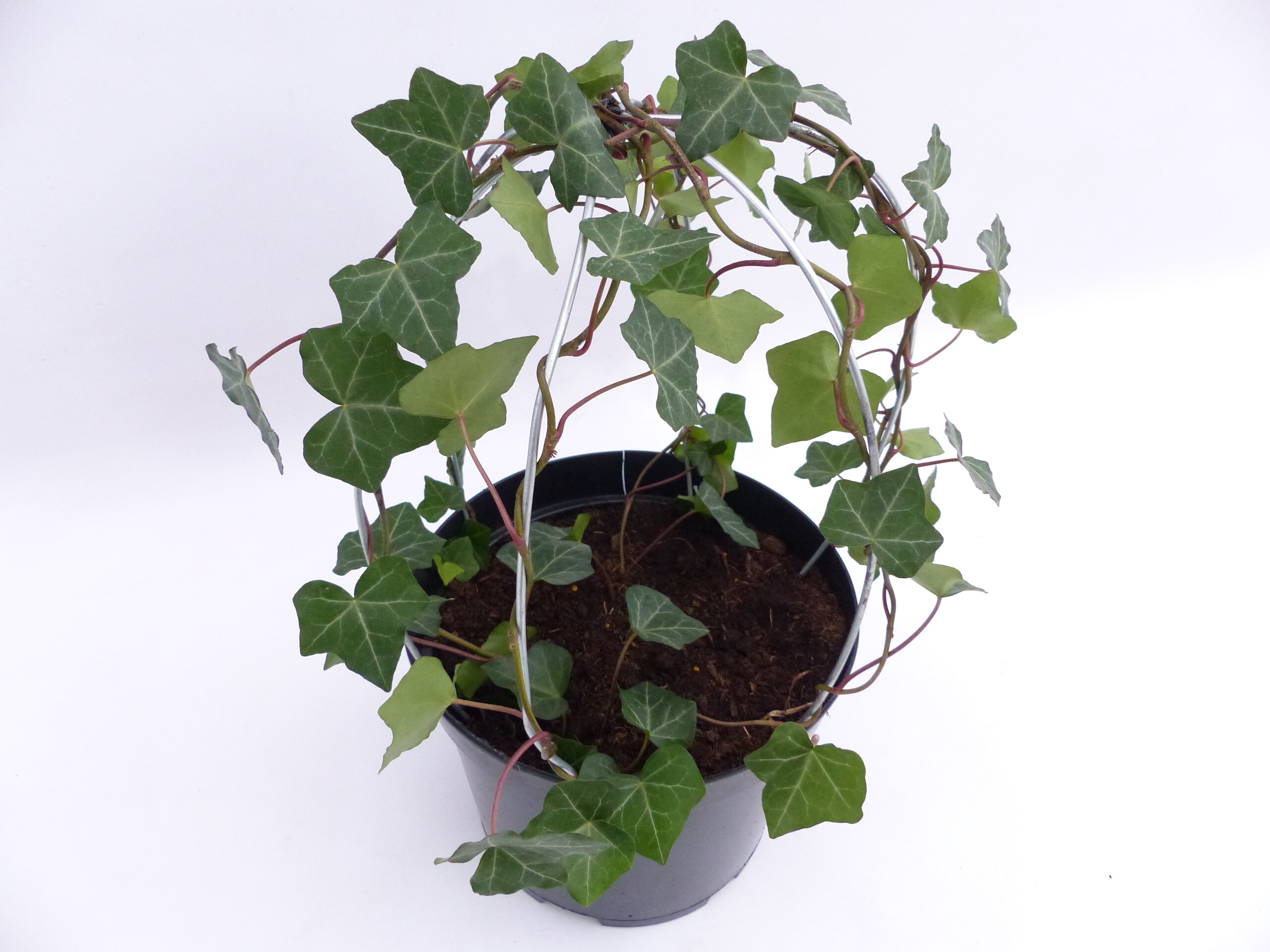 XL Efeu Pflanze &Oslash; 30cm Hedera Krone Kugel Ball winterhart  innen + au&szlig;en - Bild 1