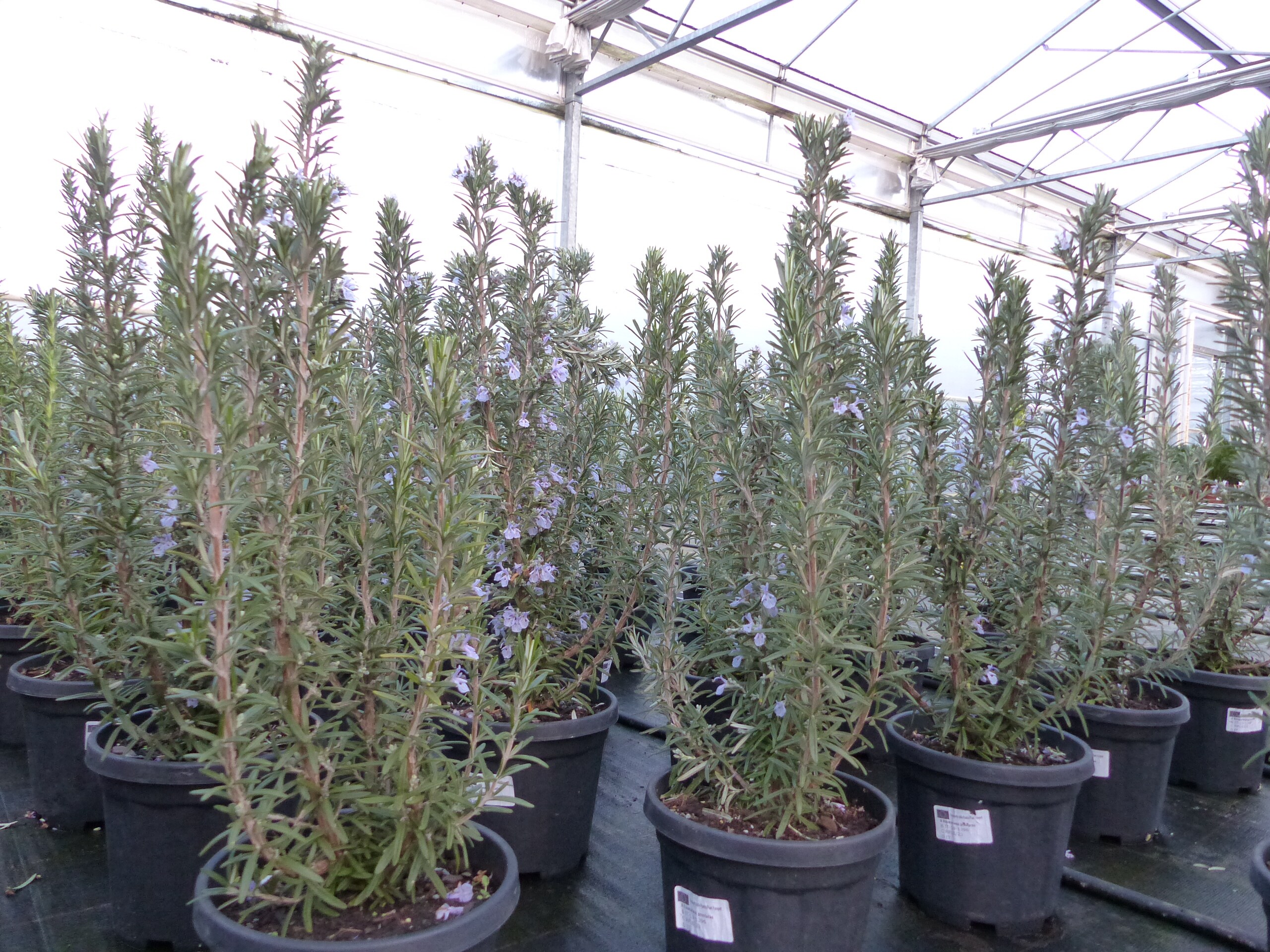 echter Rosmarin Officinalis 50-60cm H&ouml;he, XL Busch &Oslash; 20-30 cm, stehend, winterhart Kr&auml;uter - Bild 1