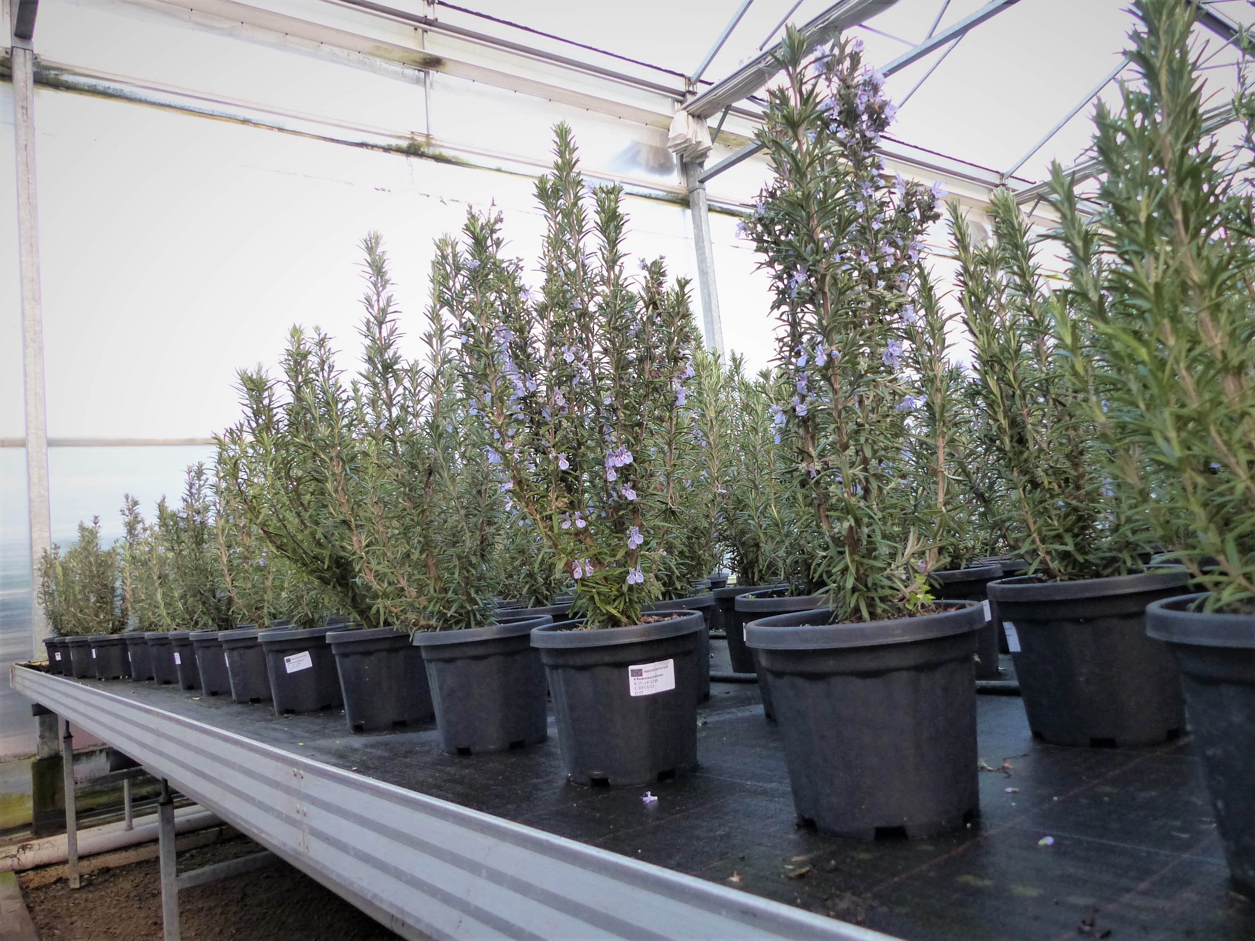 3 Stück echter Rosmarin Officinalis 5060 cm Höhe, XL Busch Ø 2030 cm