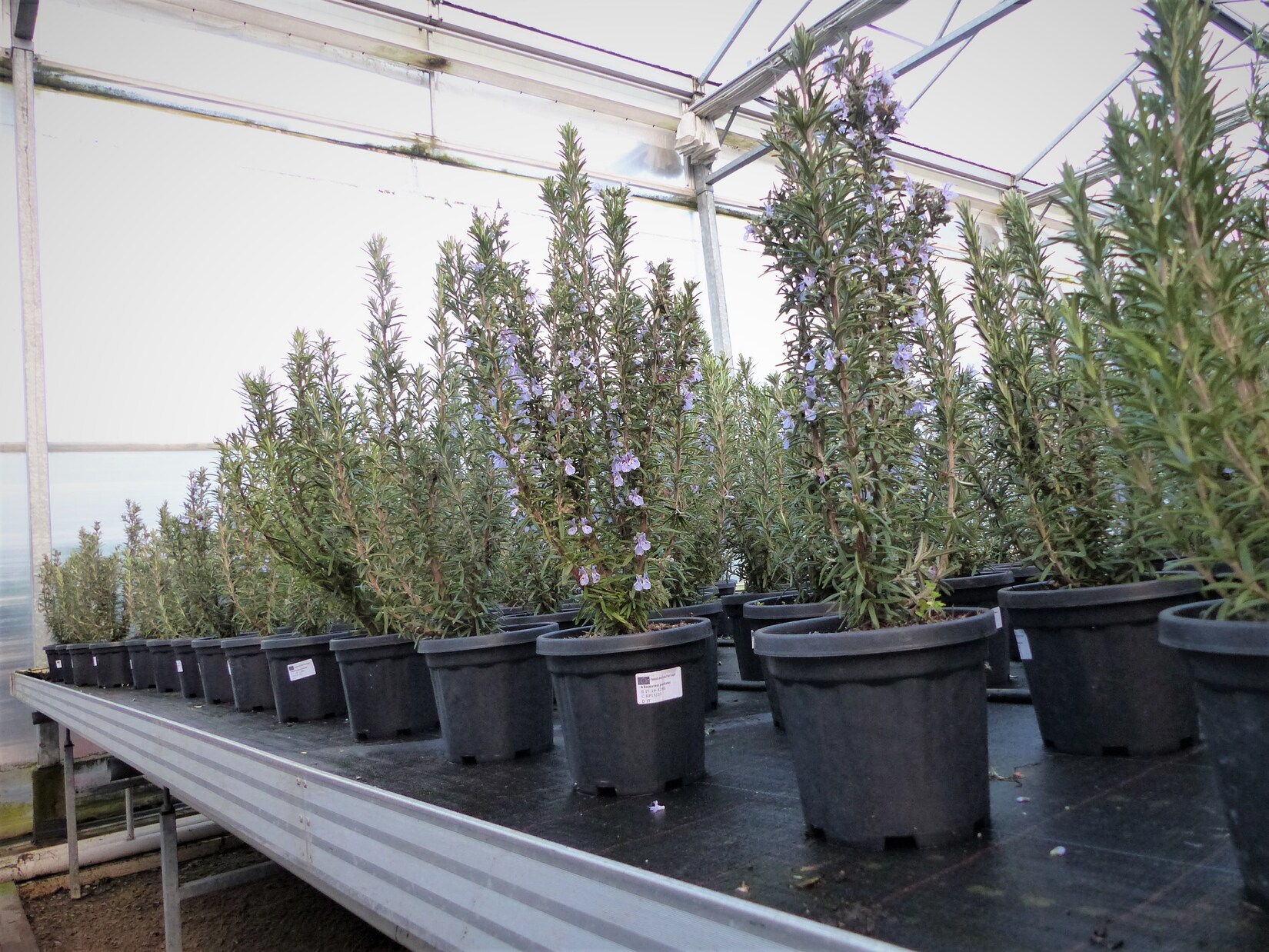 3 Stück echter Rosmarin Officinalis 50-60 cm Höhe, XL Busch Ø 20-30 cm, stehend, winterhart Kräuter | 04251740112638