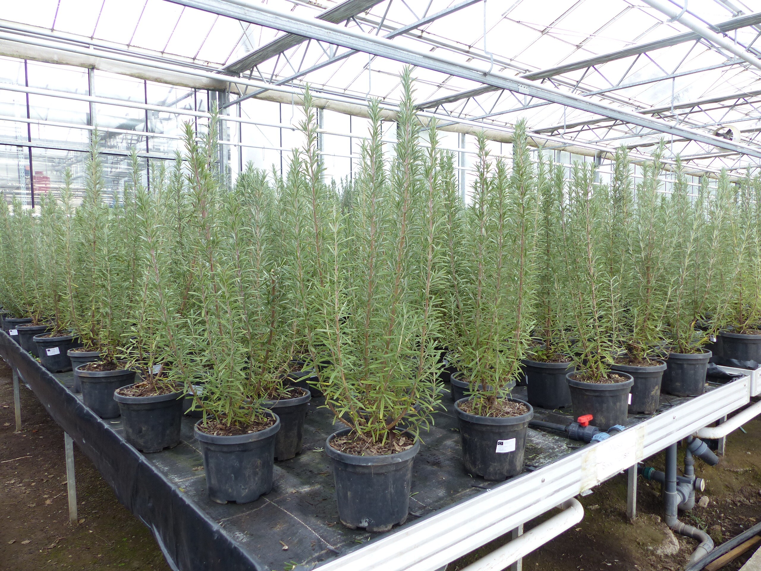 7 St&uuml;ck echter Rosmarin Officinalis 50-60cm H&ouml;he, XL Busch &Oslash; 20-30 cm, stehend, winterhart Kr&auml;uter - Bild 1