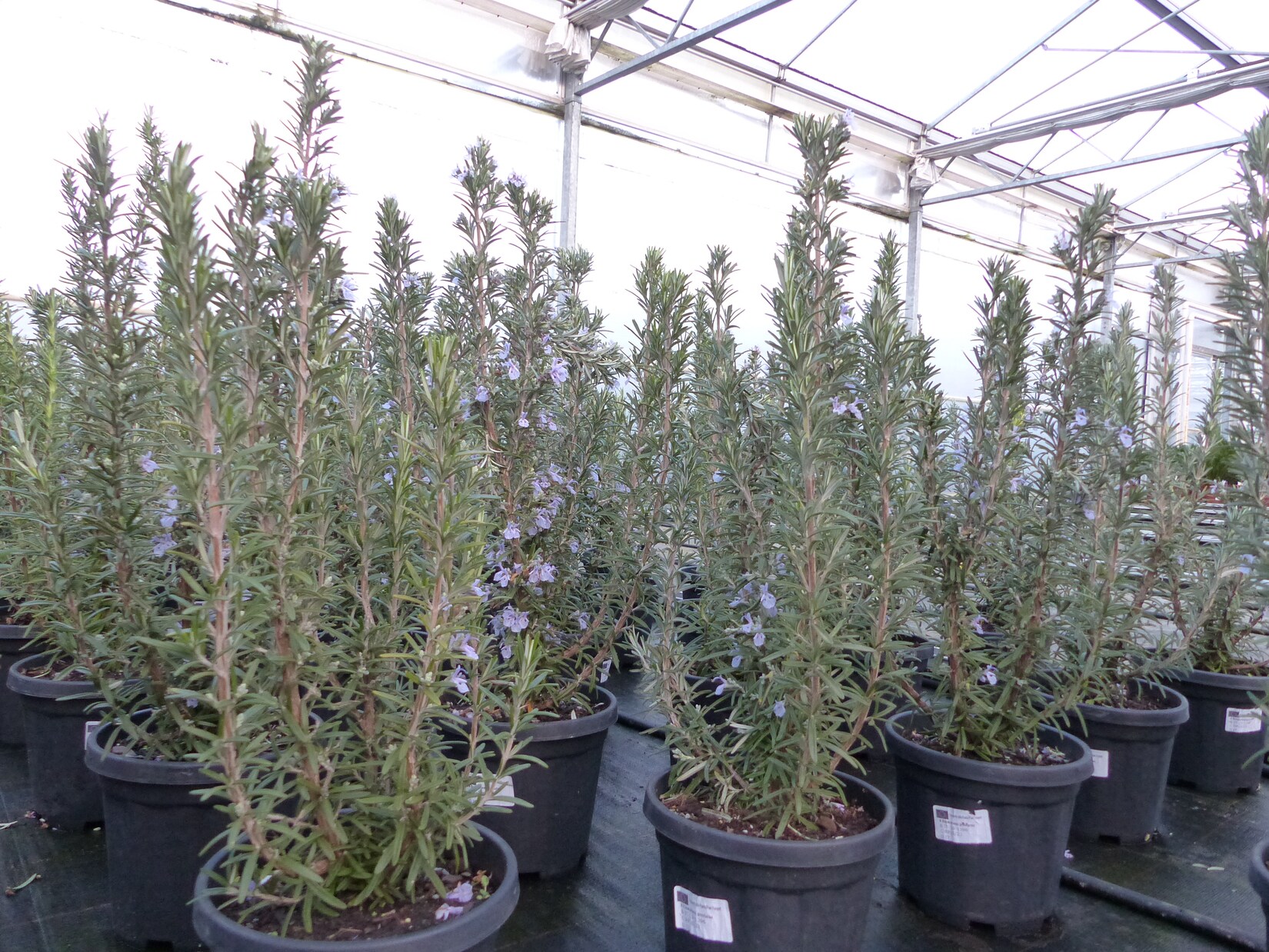 7 Stück echter Rosmarin Officinalis 50-60cm Höhe, XL Busch Ø 20-30 cm, stehend, winterhart Kräuter | 04251740112645