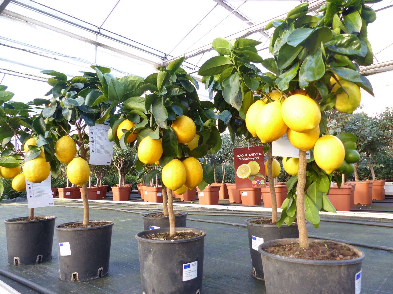 beste Sorte: Meyer Meyerii Zitrone echter Zitronenbaum 70 – 80 cm Citrus Limon Zitruspflanze | 04251740112713
