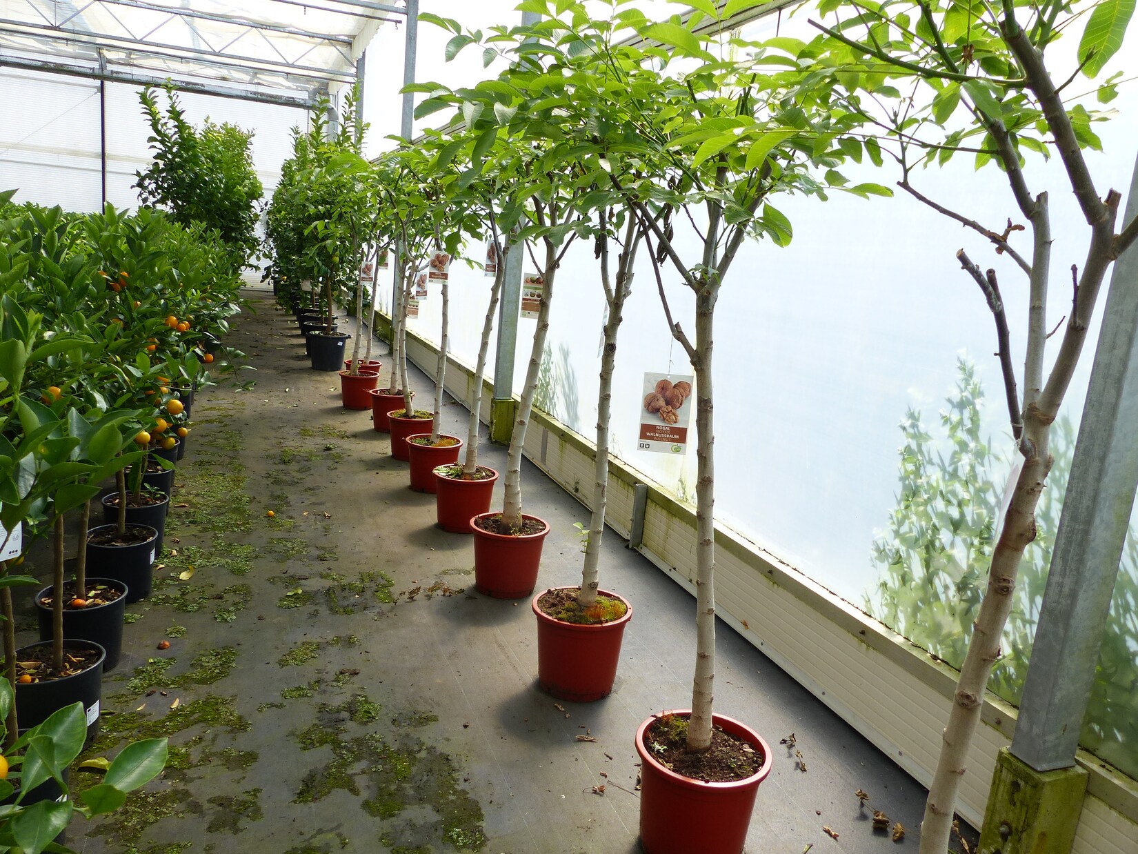 echter Walnussbaum Juglans regia 180 cm Obstbaum winterhart kräftiger Stamm Nussbaum