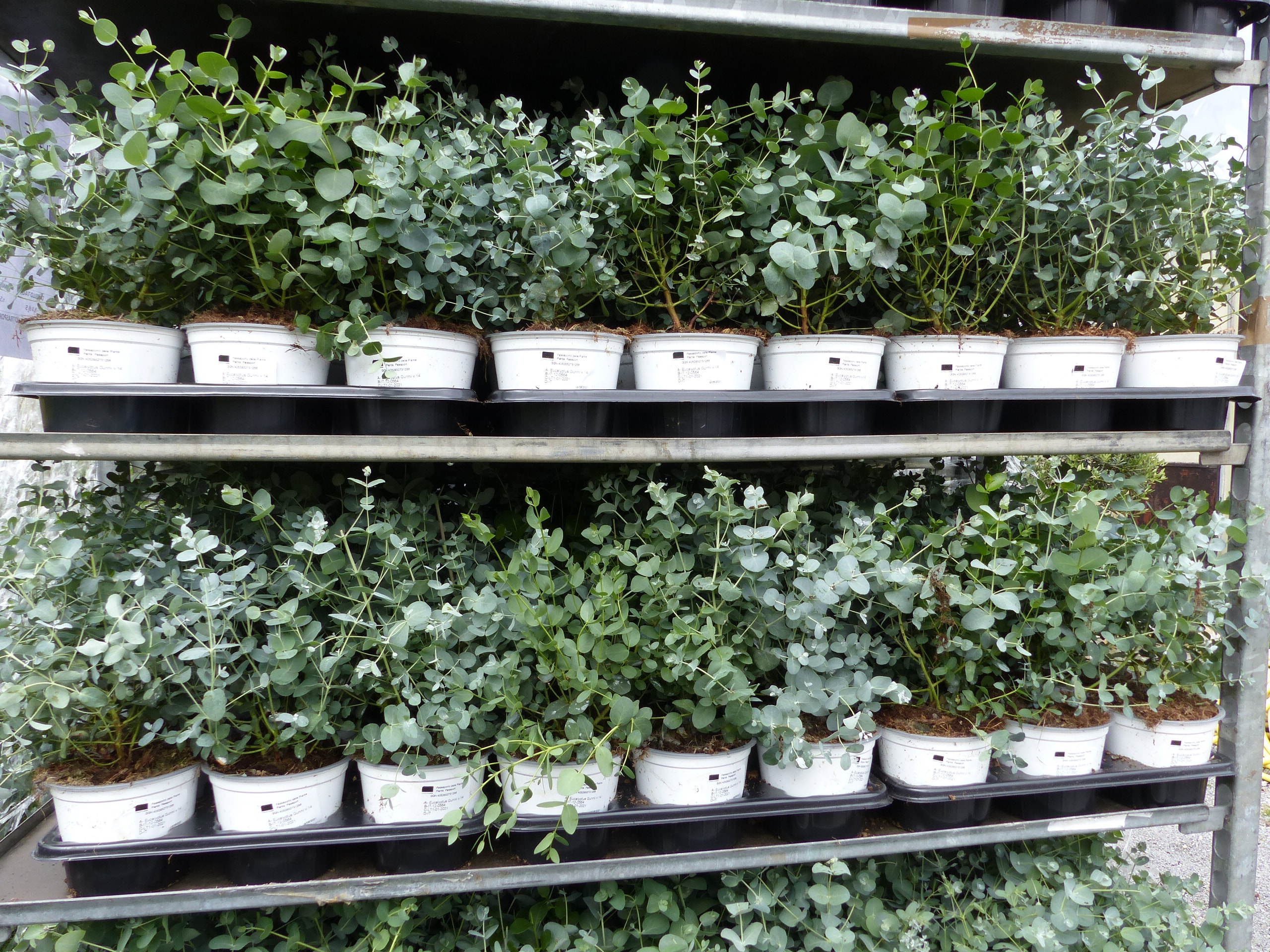 2 St&uuml;ck Eucalyptus Gunni Gunnii Busch Kugel Eukalyptusbaum, H&ouml;he 20 - 25 cm Pflanze winterhart - Bild 1