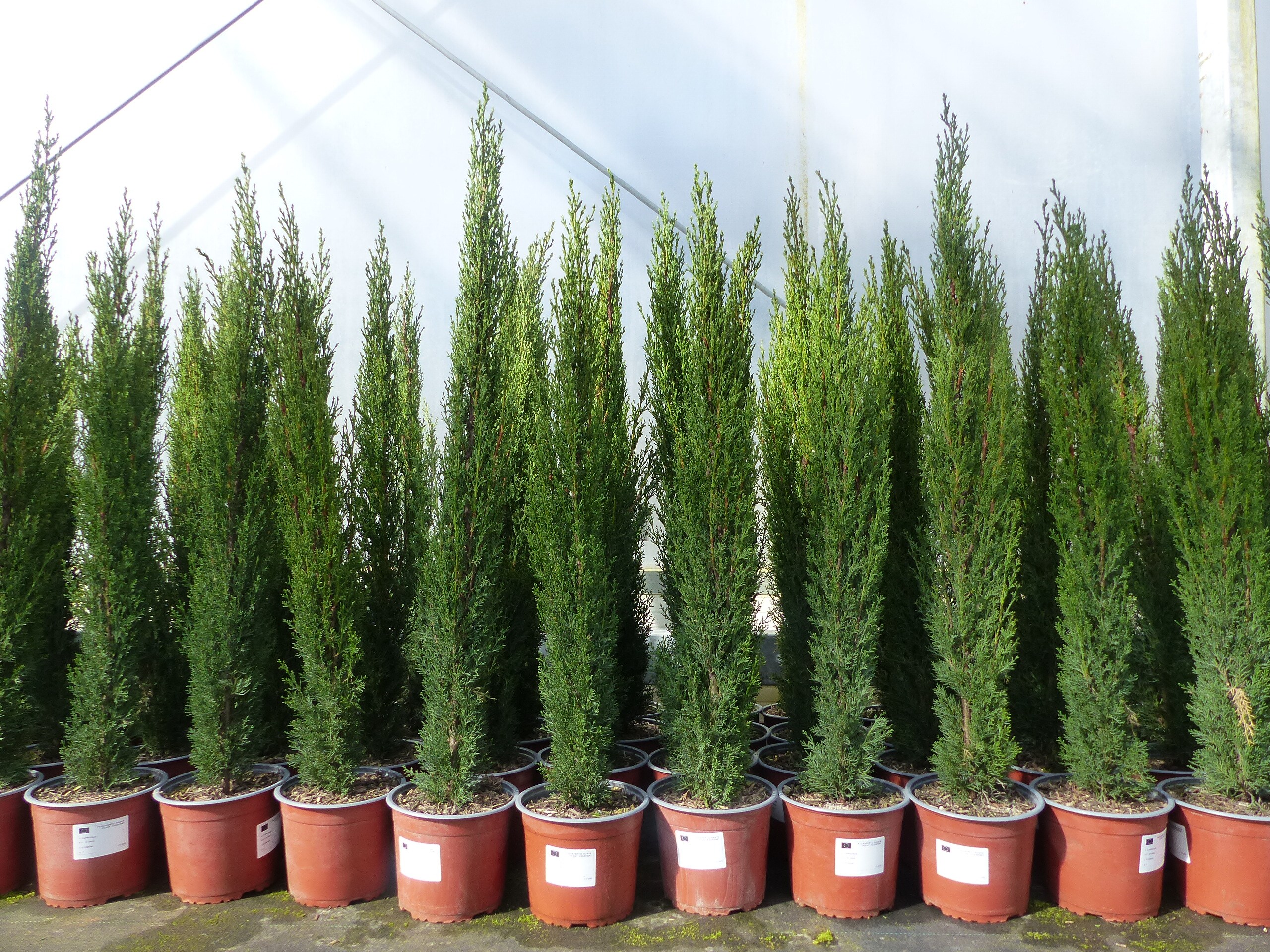 5 x Mittelmeerzypresse Cupressus Sempervirens Totem 100 - 120 cm Toskana Zypresse - Bild 1