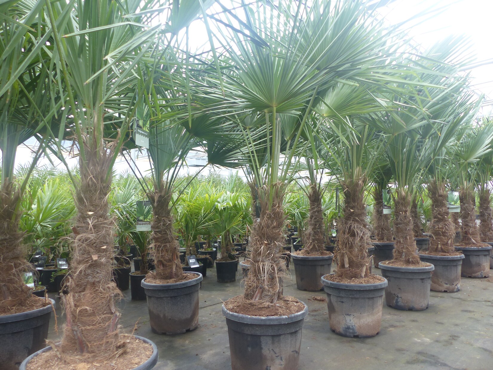 2 Stück im Palmenset Trachycarpus fortunei dicke Stämme 200 cm Hanfpalme, winterharte Palme bis -18°C | 04251740113239