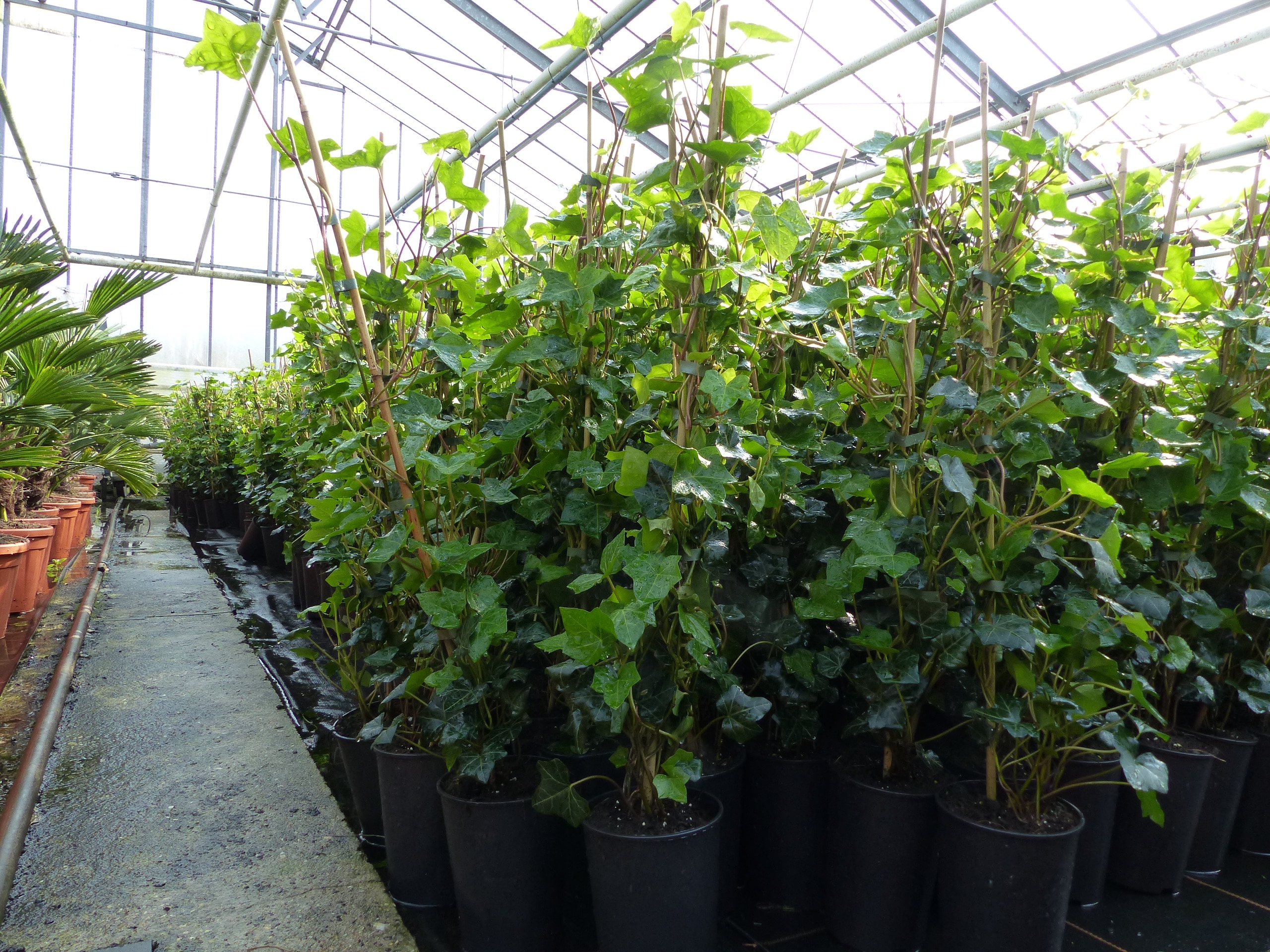 10 St&uuml;ck Efeu Hedera helix 100 - 120 cm Heckenpflanze winterhart Kletterpflanze Hecke Sichtschutz blickdicht - Bild 1