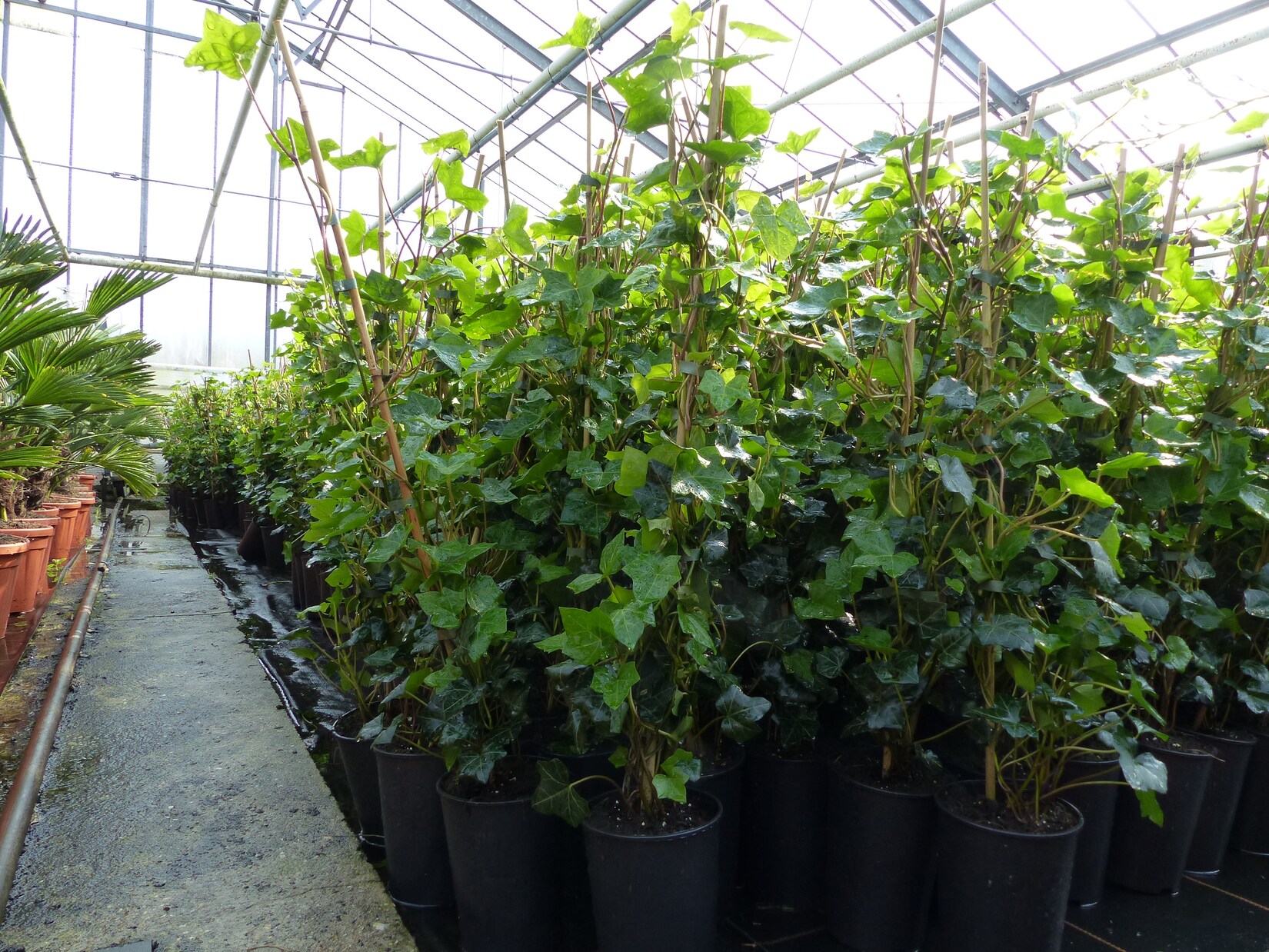 10 Stück Efeu Hedera helix 100 – 120 cm Heckenpflanze winterhart Kletterpflanze Hecke Sichtschutz blickdicht | 04251740113338