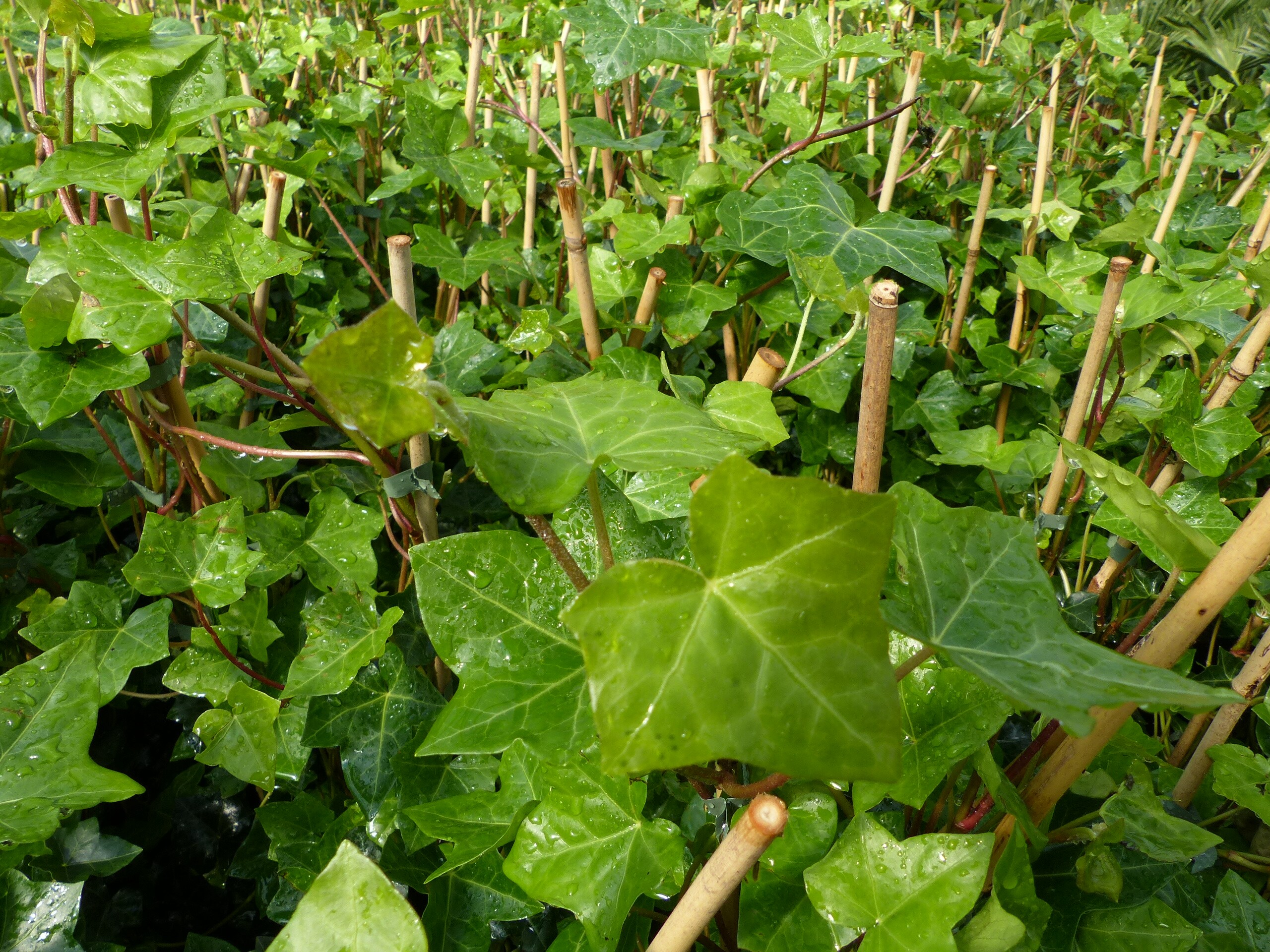 10 Stck Efeu Hedera helix 100 - 120 cm Heckenpflanze winterhart  Kletterpflanze Hecke Sichtschutz blickdicht online kaufen bei Netto