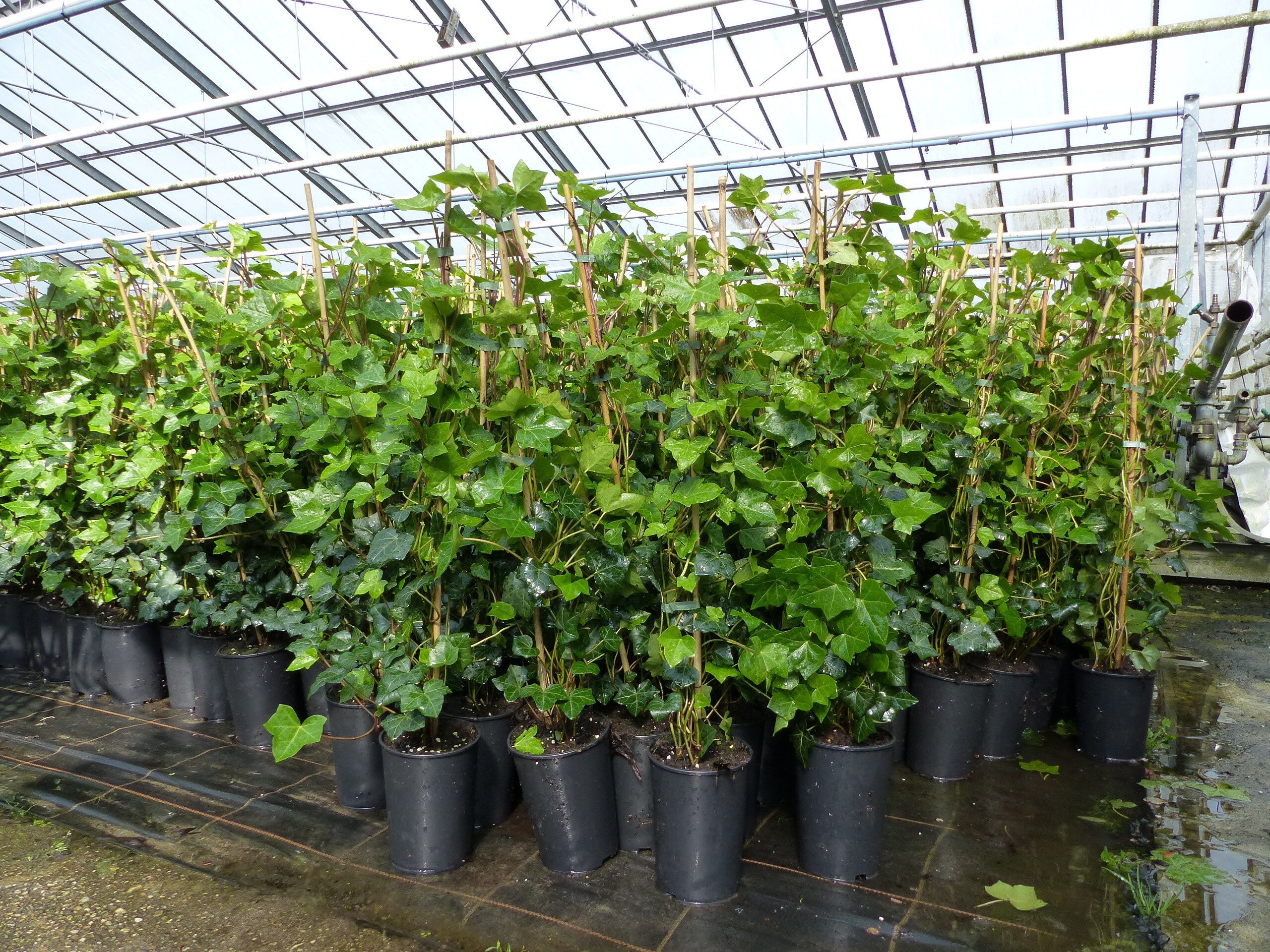10 Stck Efeu Hedera helix 100 - 120 cm Heckenpflanze winterhart  Kletterpflanze Hecke Sichtschutz blickdicht online kaufen bei Netto