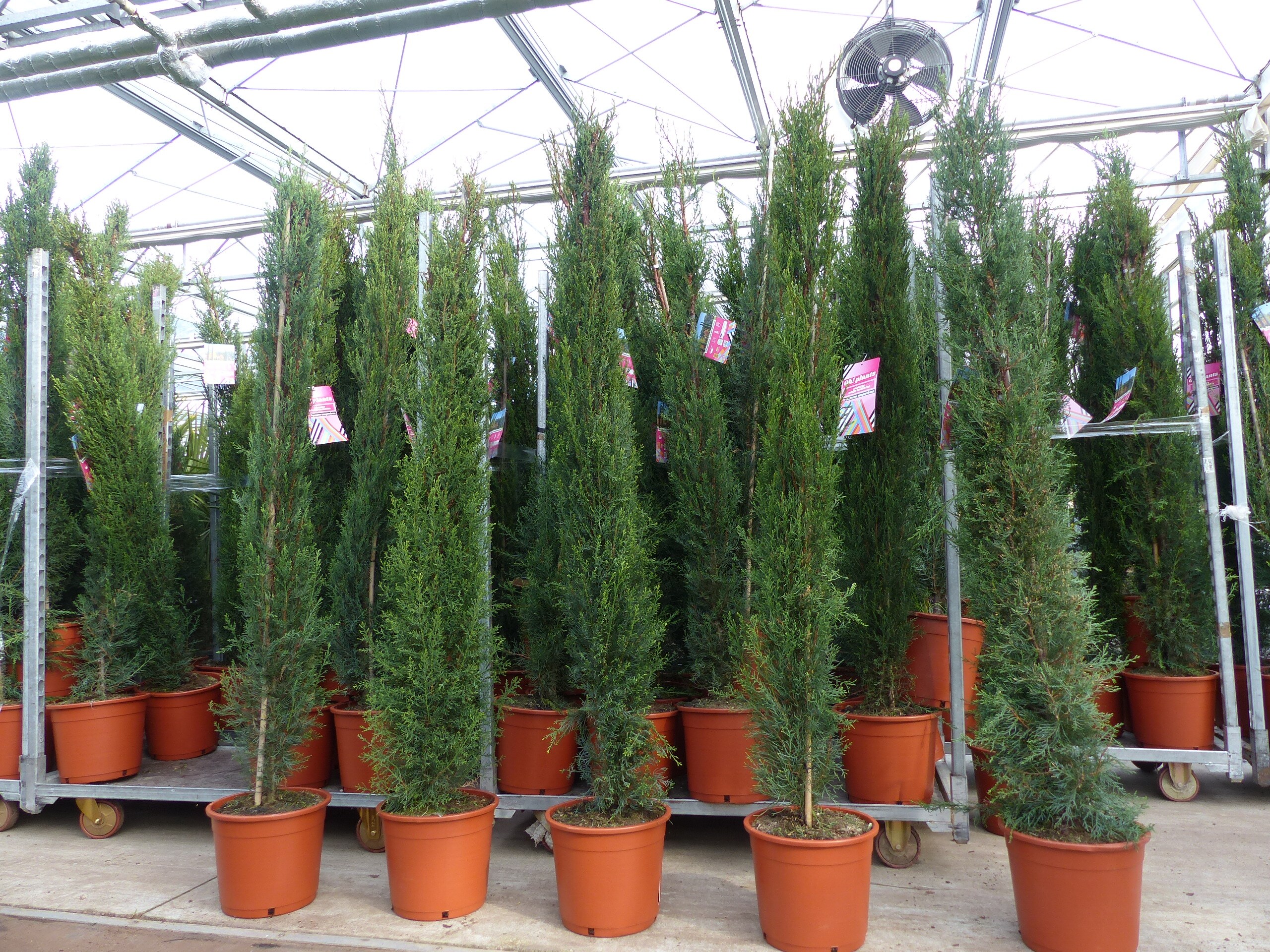 10x Mittelmeerzypresse 200 cm S&auml;ulen extra buschige Toskana Zypressen Zypresse Cupressus Semper. - Bild 1