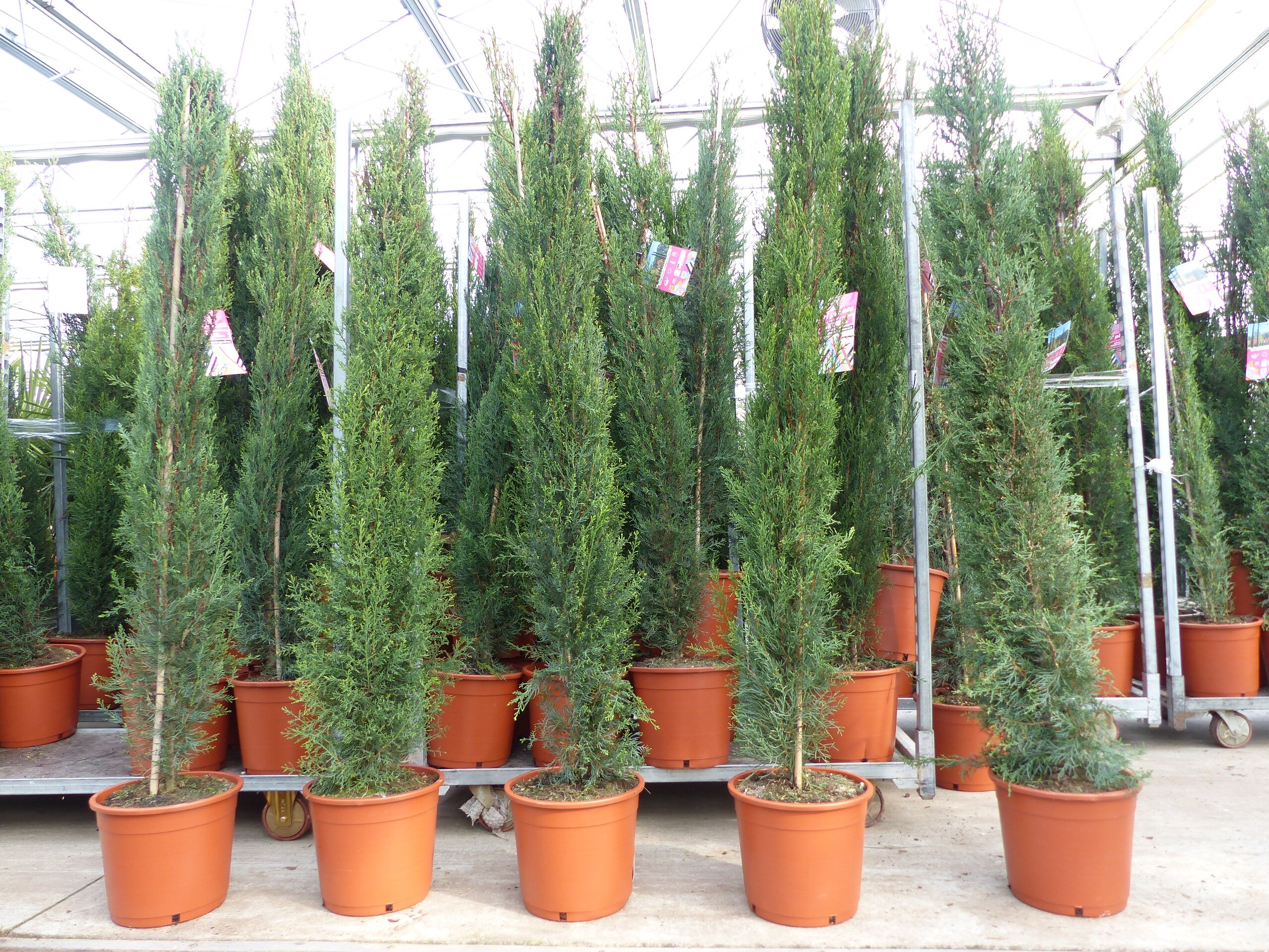 10x Mittelmeerzypresse 200 cm Sulen extra buschige Toskana Zypressen  Zypresse Cupressus Semper.