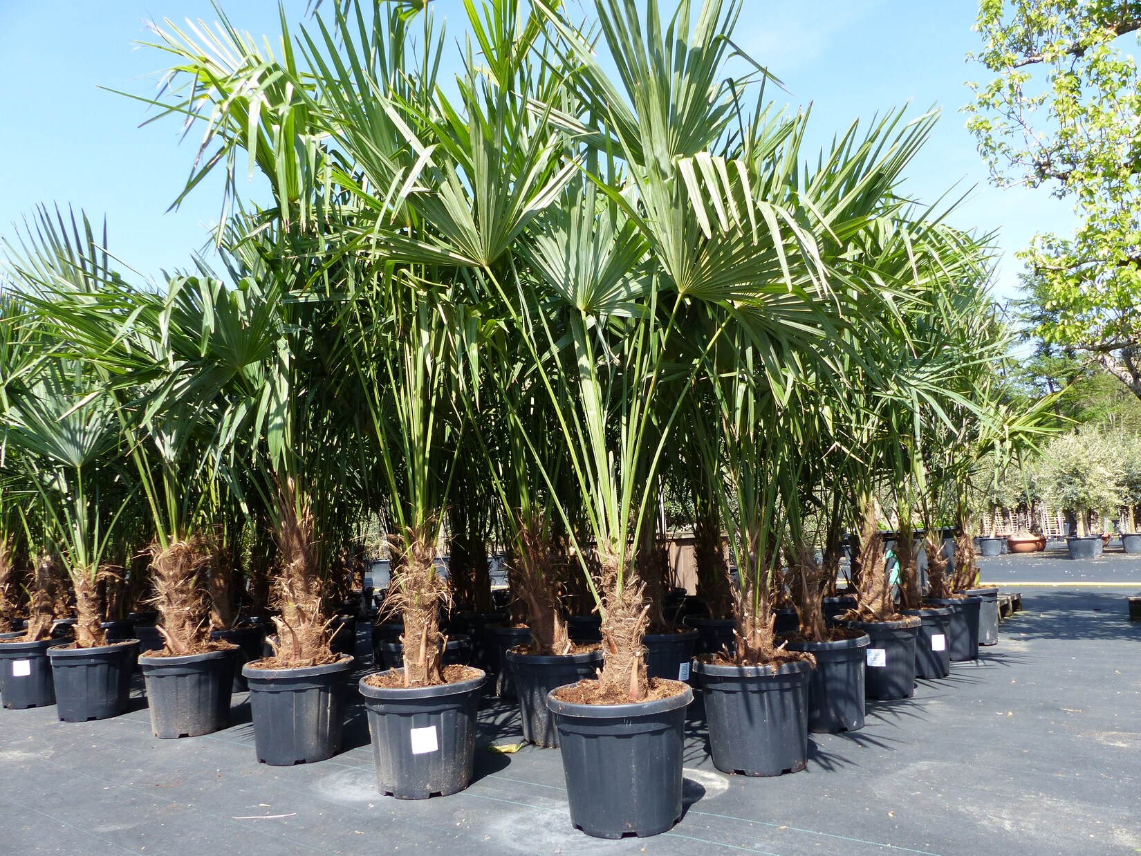 3 Stück XXL Palme winterhart 190 – 220 cm Trachycarpus fortunei, Hanfpalme, Top-Qualität | 04251740113383