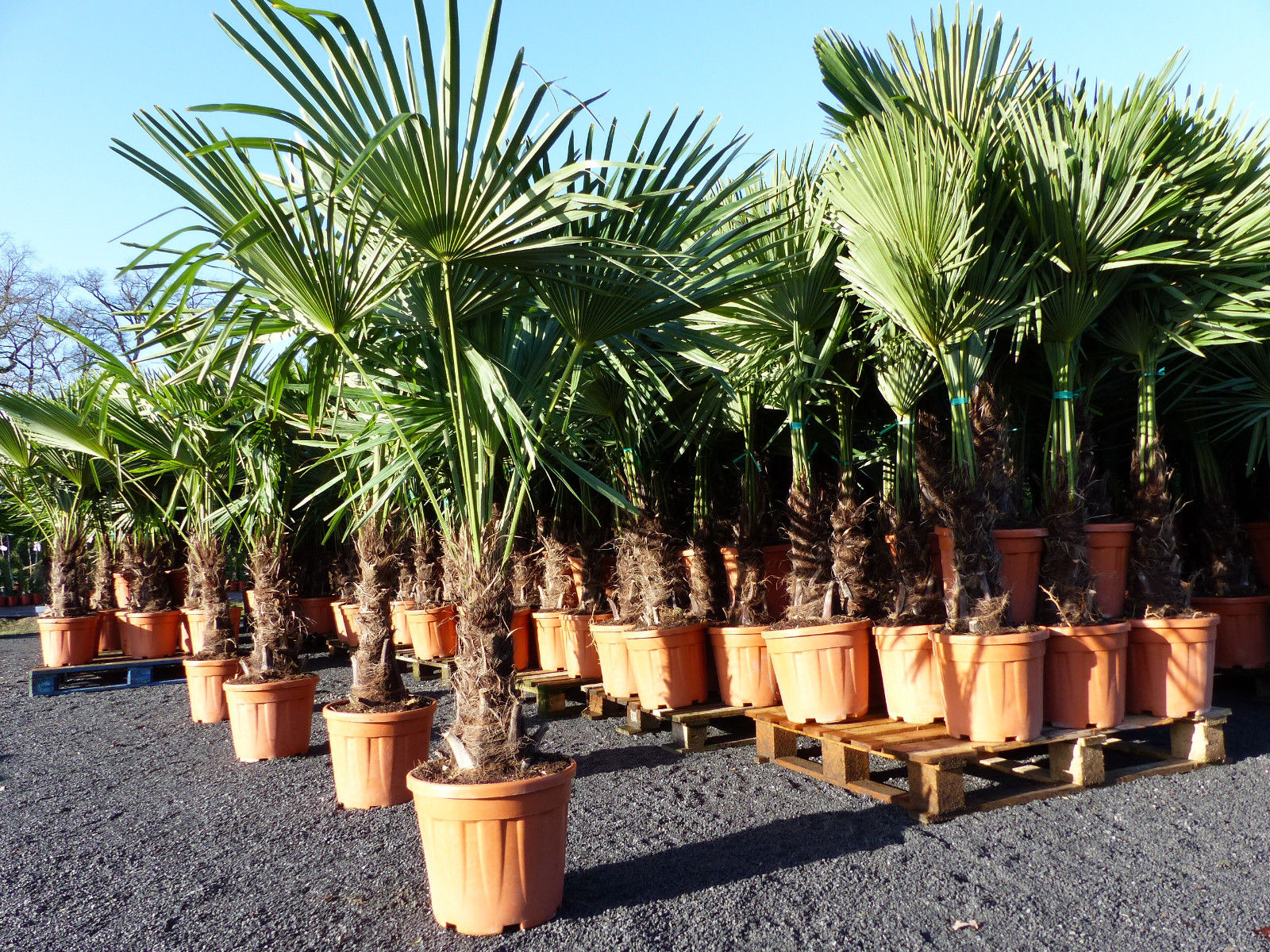 XXL Palme winterhart 180 cm Trachycarpus fortunei, Hanfpalme, Top-Qualit&auml;t - Bild 1