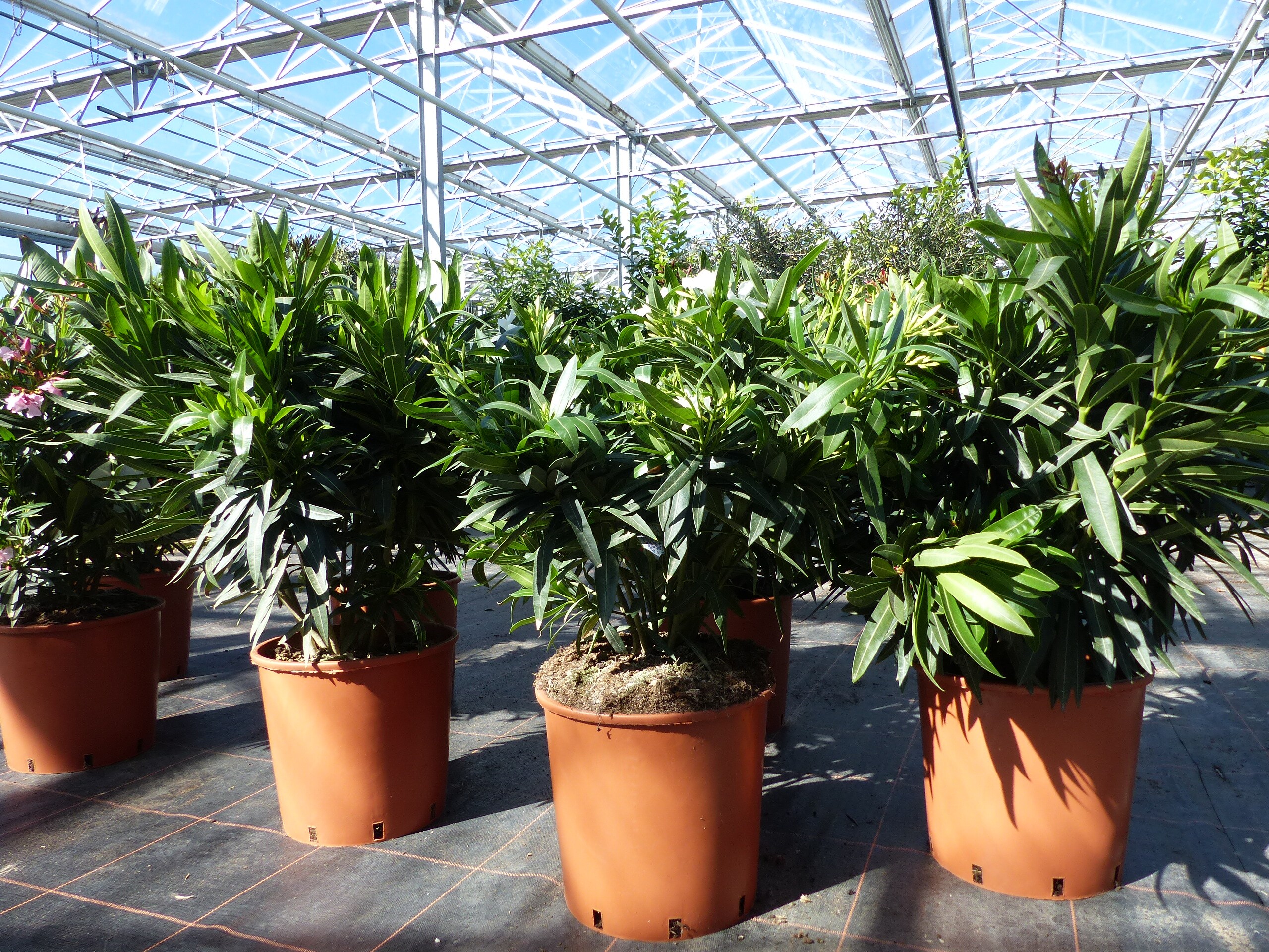 Oleander Premiumqualit&auml;t 80 - 100 cm Busch Nerium Krone &Oslash;60 cm Rosenlorbeer Premium rot, rosa oder wei&szlig; - Bild 1