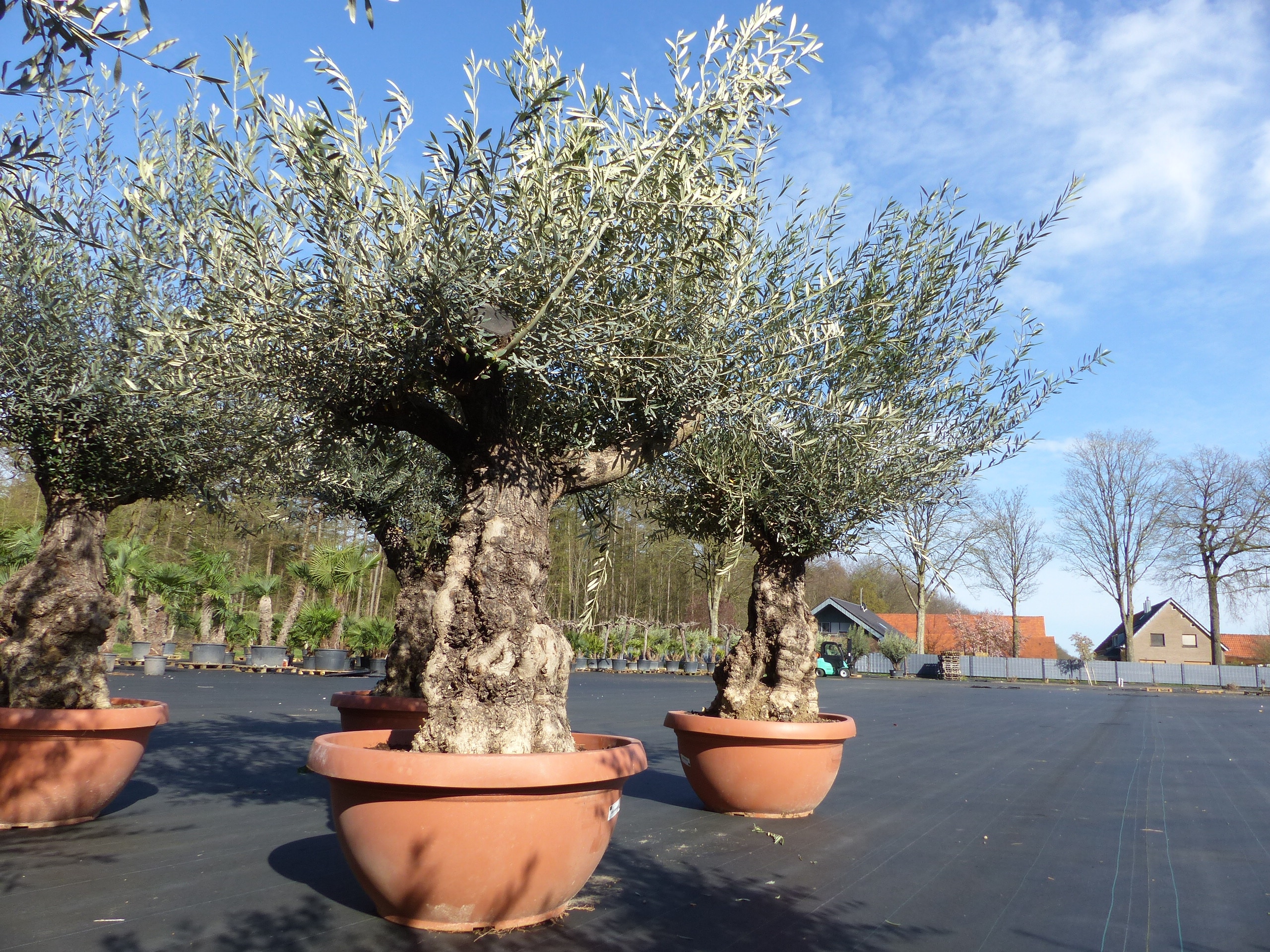 Olivenbaum in Bonsai-Schale, 190 - 210 cm knorrige urige Olive, winterhart, Olea Europaea - Bild 1