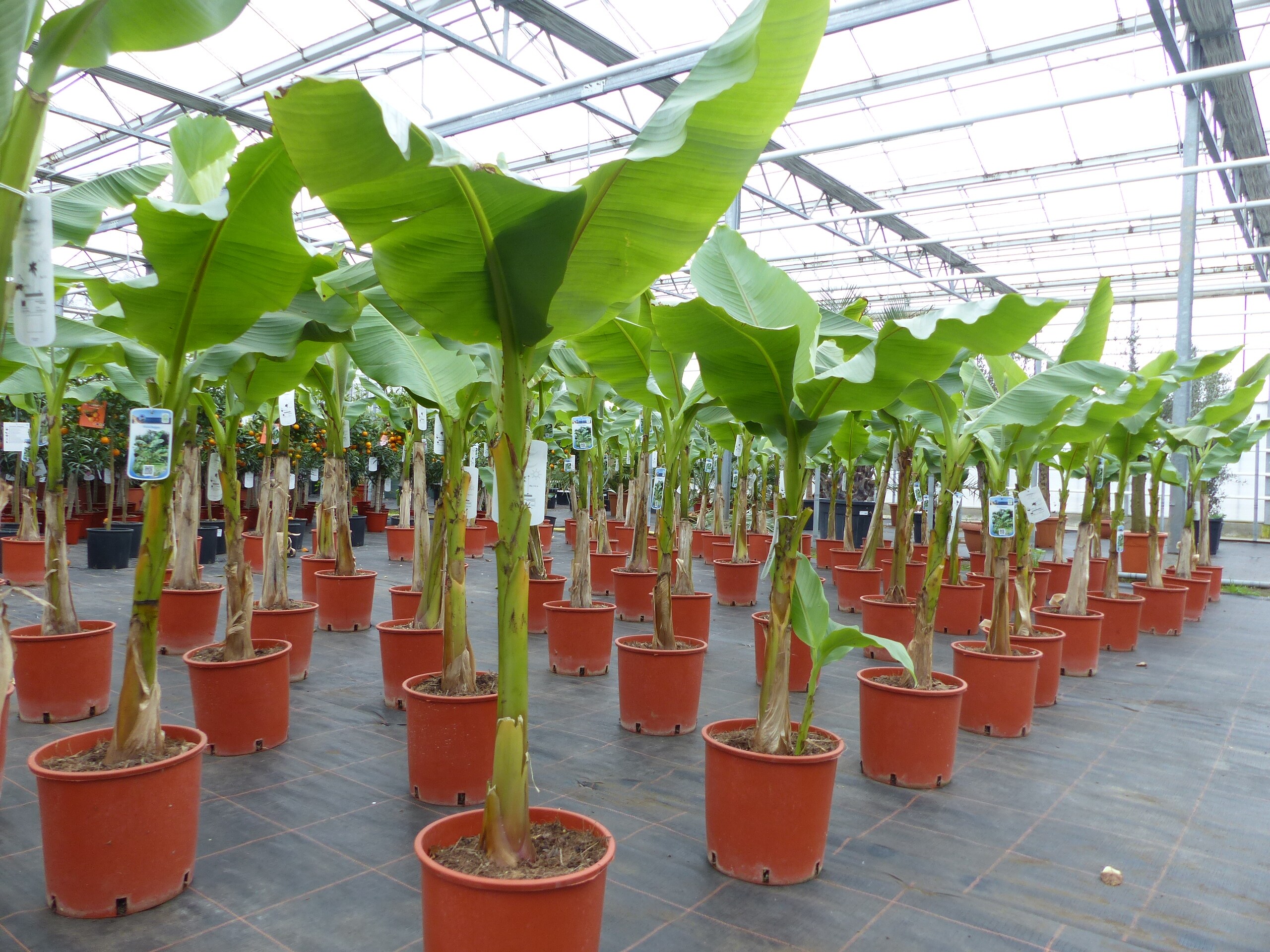 2 St&uuml;ck Bananenstaude Banane Musa Basjoo 180 cm winterhart Staude japanische Faserbanane - Bild 1