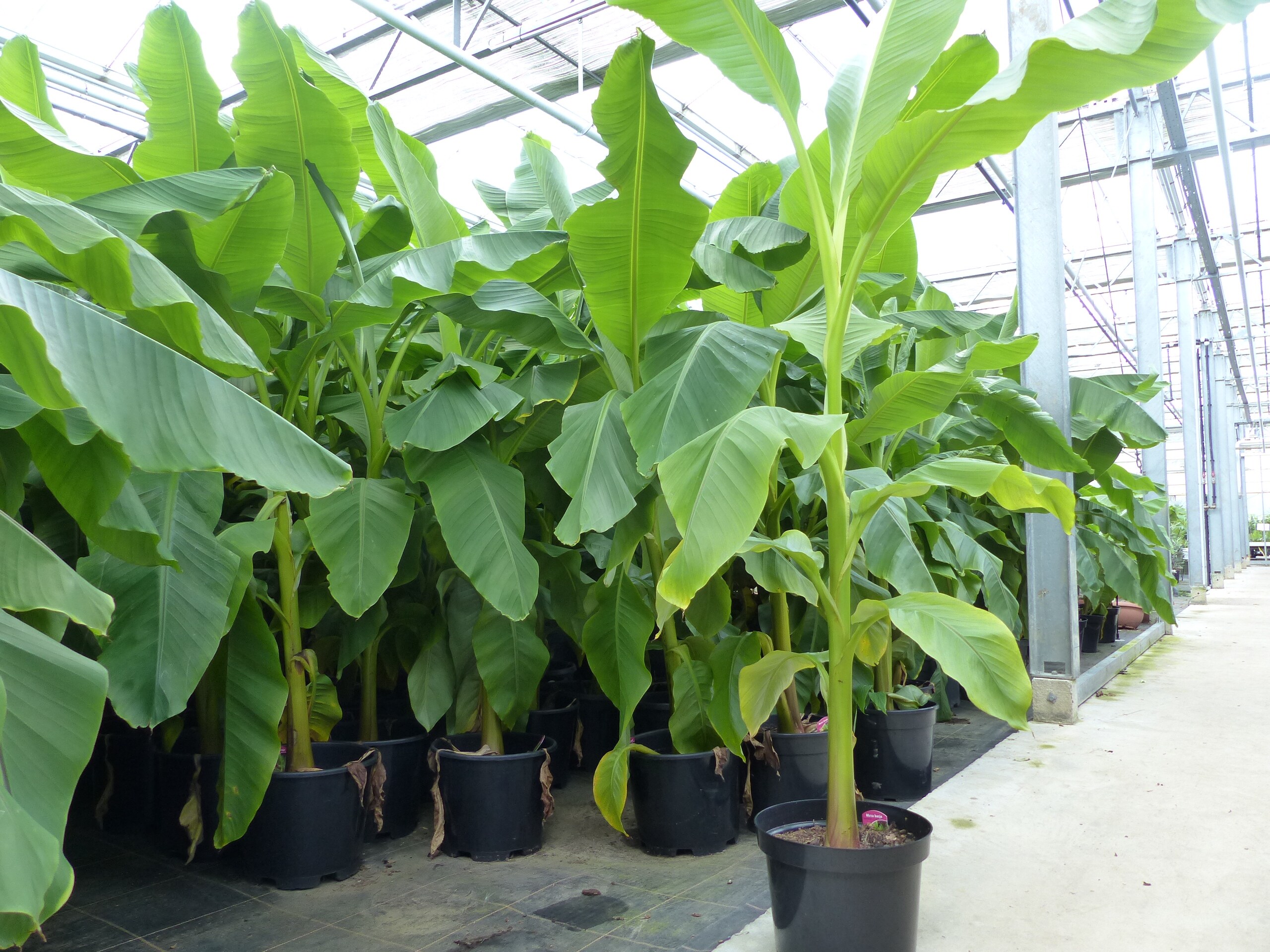 2 Stck Bananenstaude Banane Musa Basjoo 180 cm winterhart Staude  japanische Faserbanane