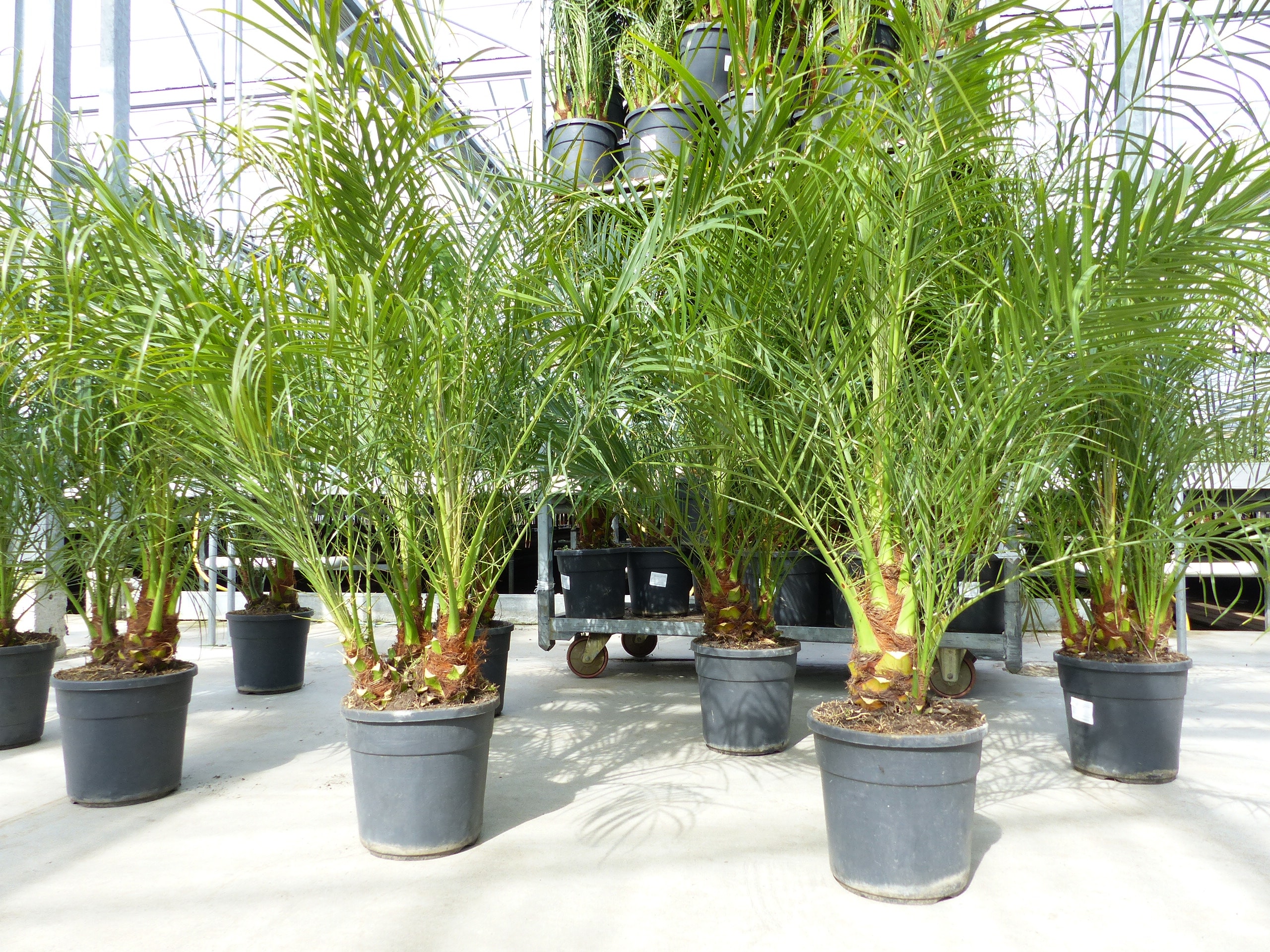 Phoenix Roebelenii 120 - 140 cm Palme mehrst&auml;mmig, Zwergdattelpalme - Bild 1