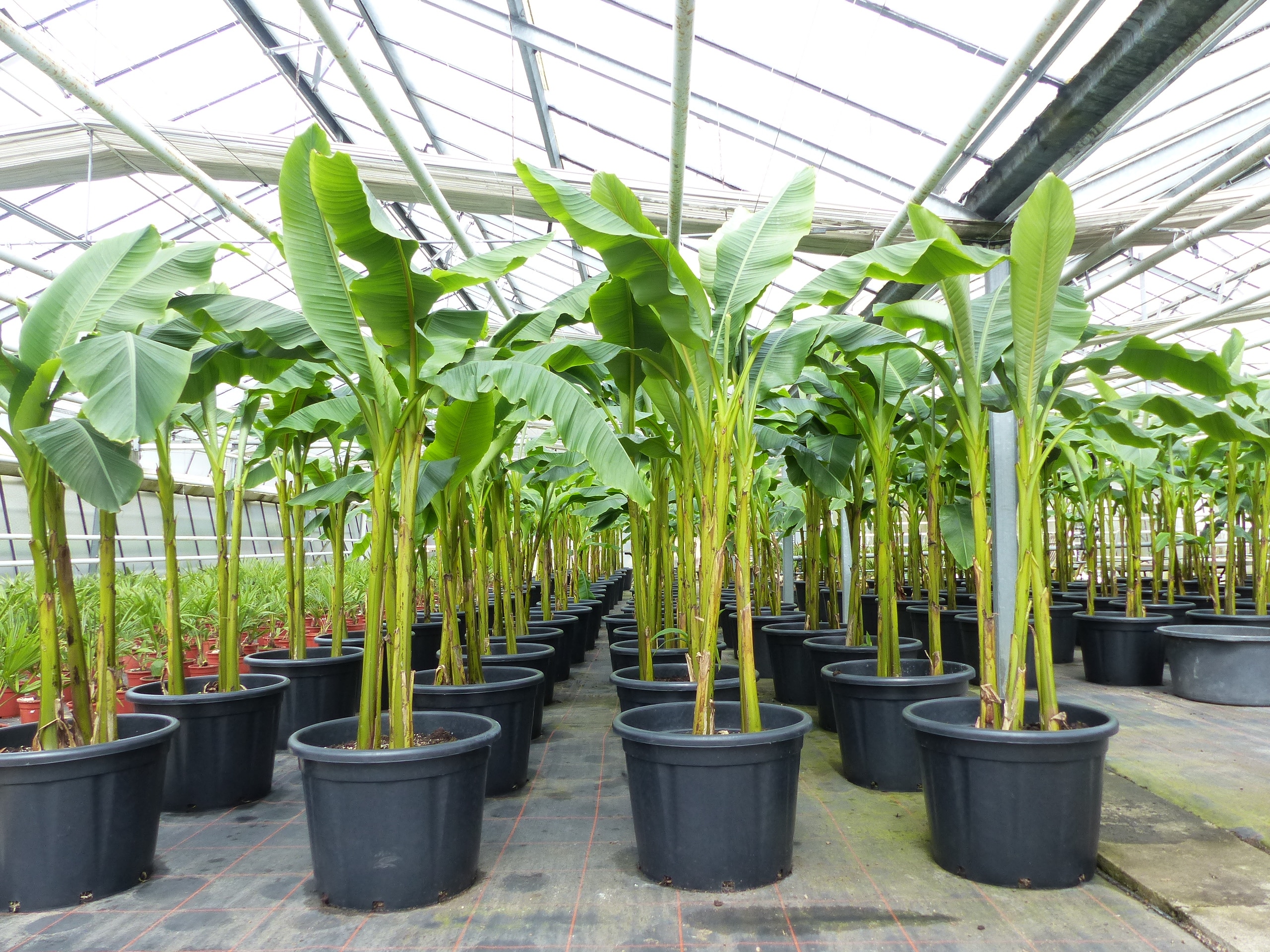 Bananenstaude als 3er Gruppe  Banane Musa Basjoo 220 cm winterhart Staude japanische Faserbanane - Bild 1