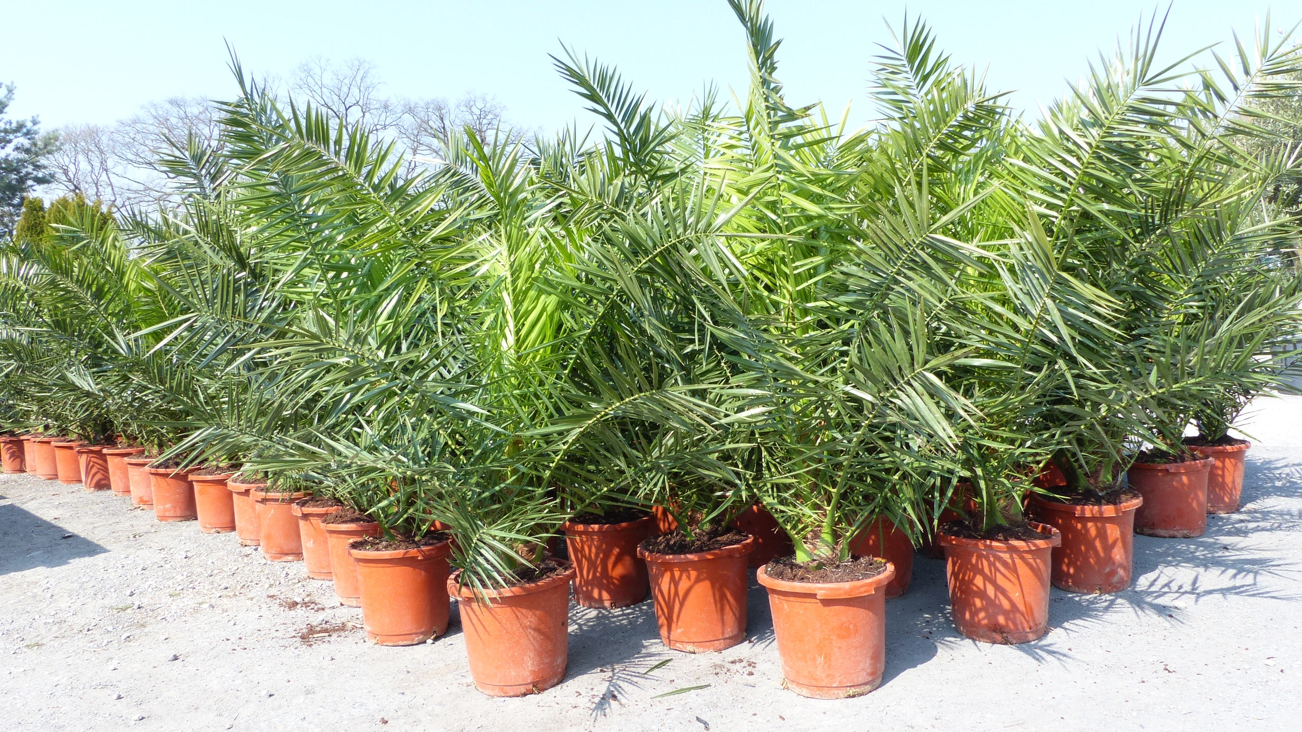 2 St&uuml;ck Palme XXL 160 cm Phoenix canariensis, kanarische Dattelpalme, winterhart - Bild 1