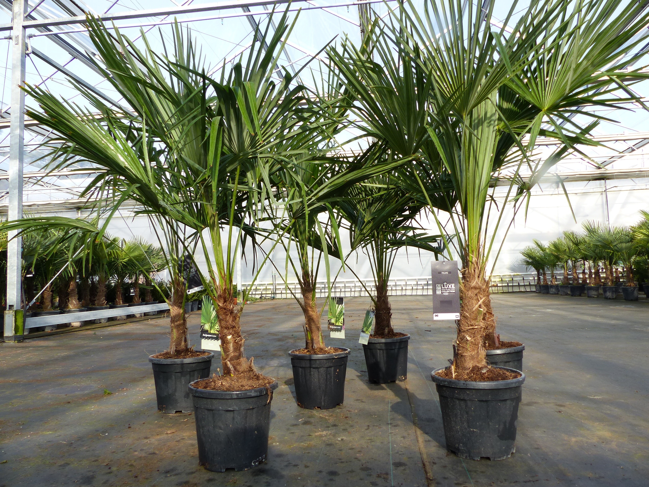Trachycarpus fortunei 140 - 170 cm Palme Hanfpalme, winterhart bis -18&deg;C - Bild 1