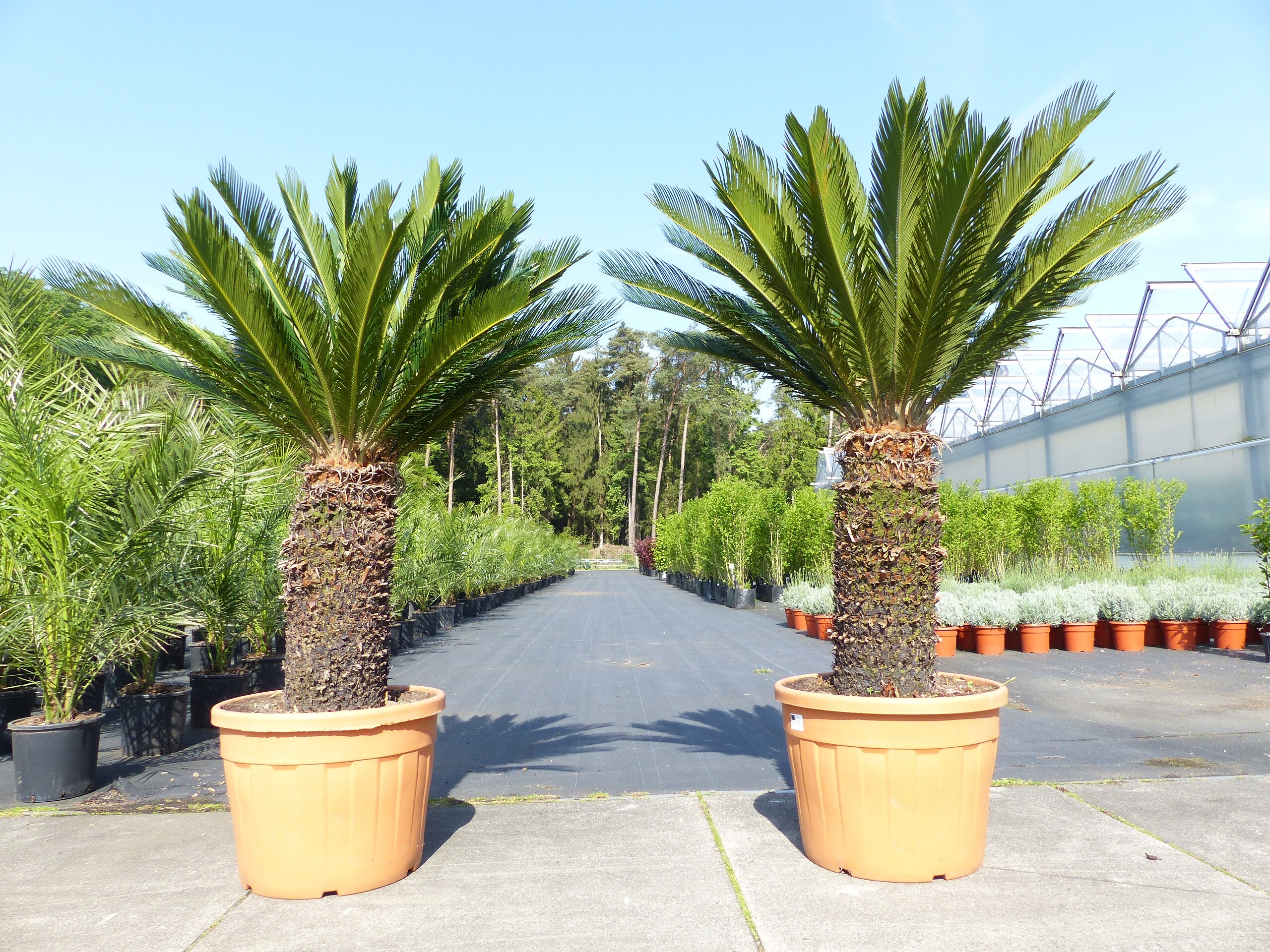 Mega Palmfarn 160 - 180 cm Cycas Revoluta, bis 50  Wedel Sagopalme Palme, innen + au&szlig;en - Bild 1