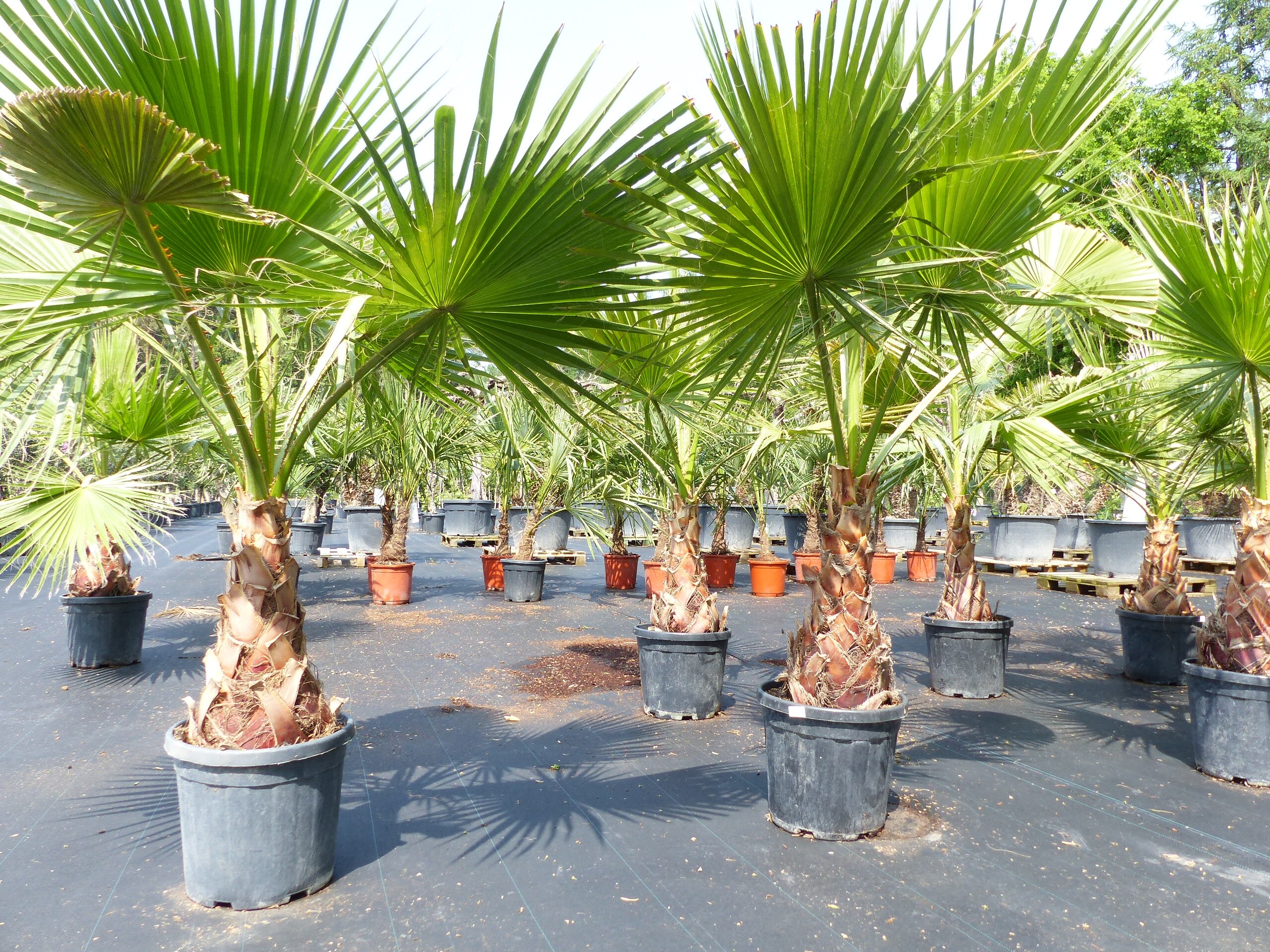 Washingtonia Robusta 180 cm, XXL Stamm 50 cm Petticoat Palme winterhart - Bild 1