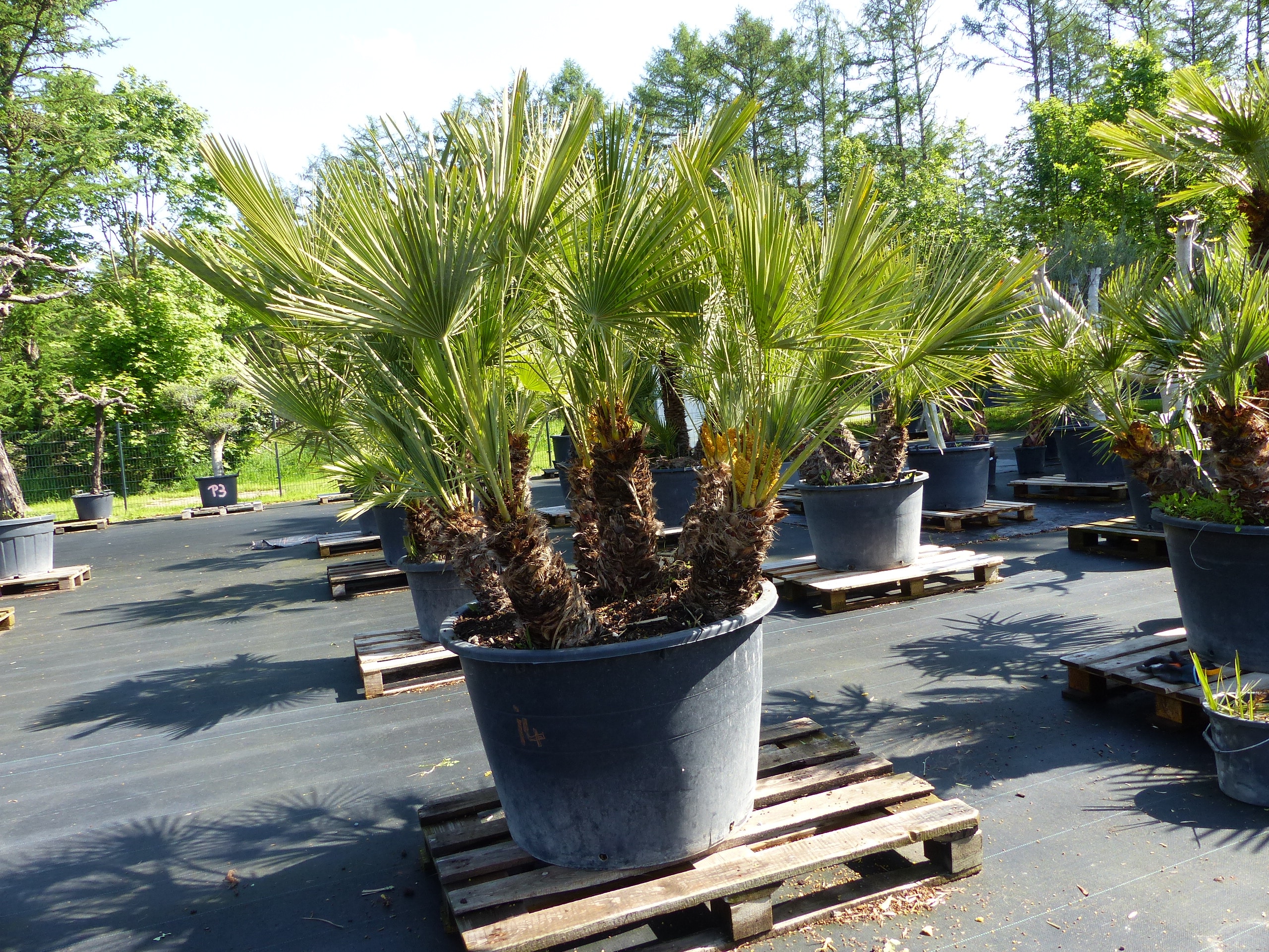 Palmengruppe Palme 164cm Zwergpalme Chamaerops Humilis, winterhart bis
