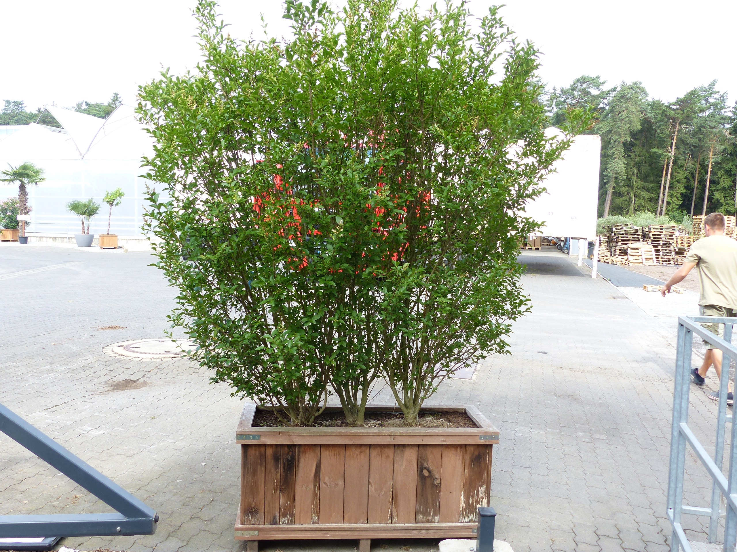 Angebot Liguster Fertighecke 220 cm hoch im Holzkübel Ligustrum