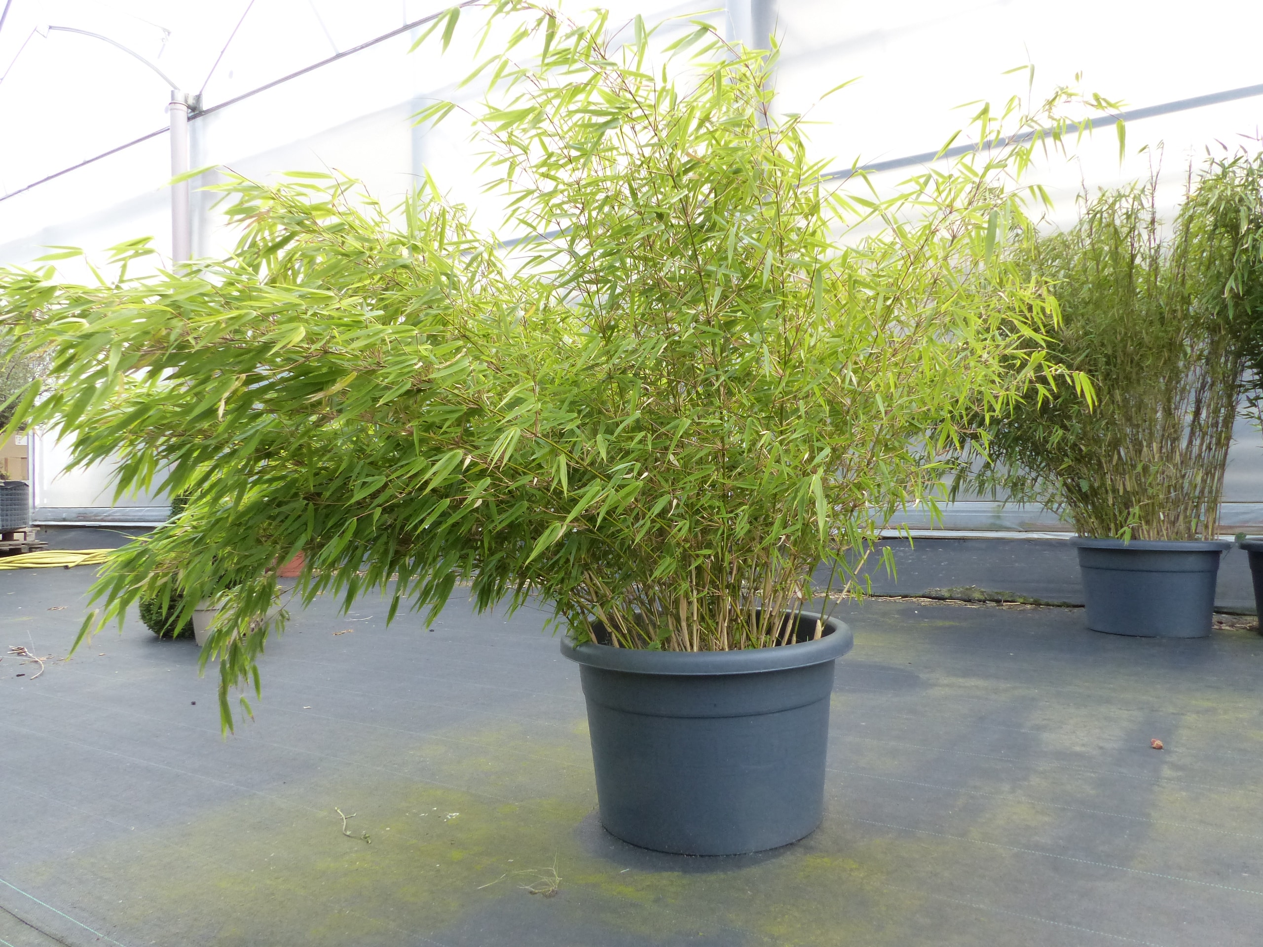 2 x Bambus Gartenbambus, Fargesia- Rufa 180 - 200 cm winterhart - Bild 1