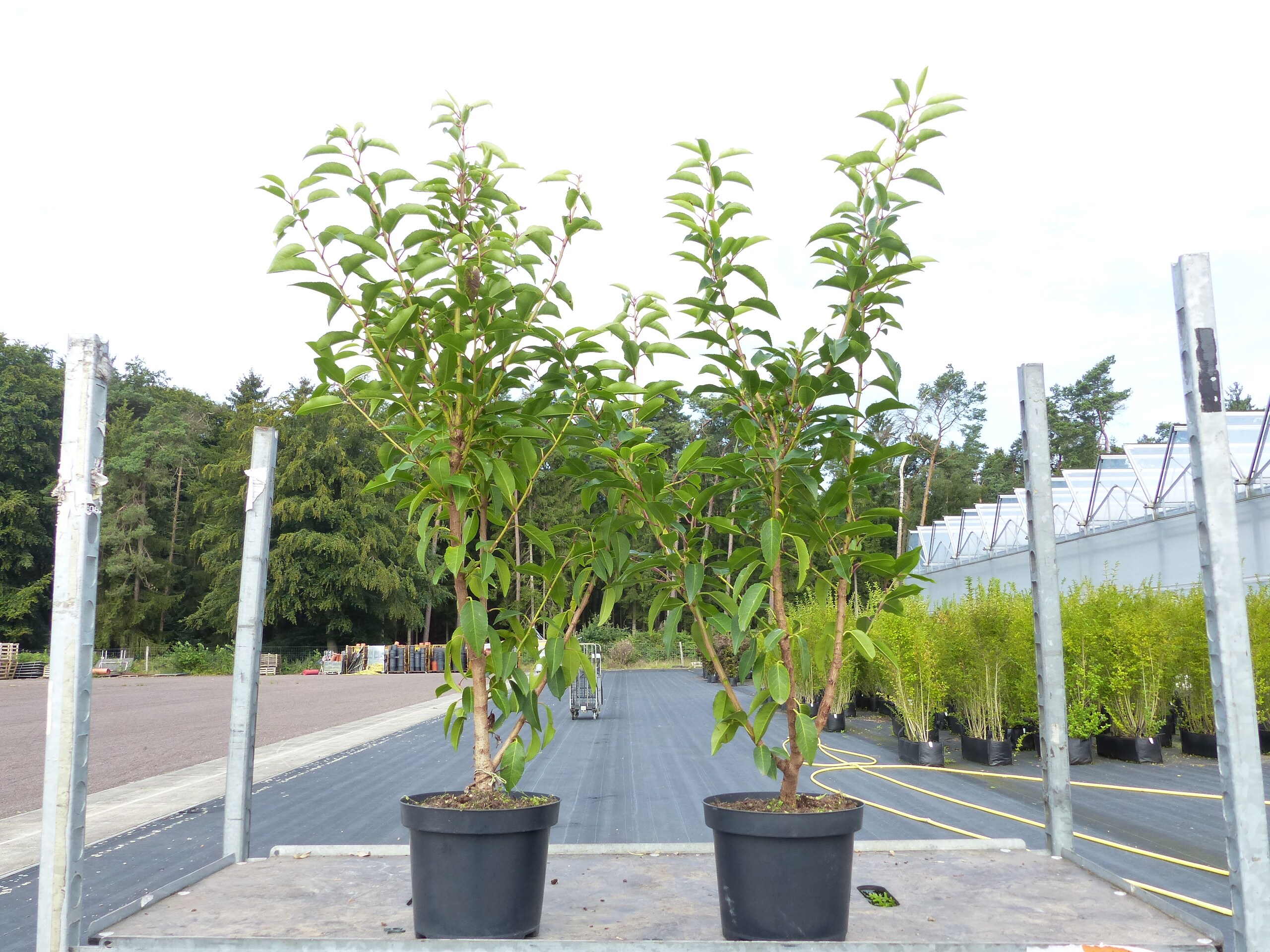 4x Portugiesischer Kirschlorbeer 100 - 120 cm  'Angustifolia' Prunus lusitanica - Bild 1
