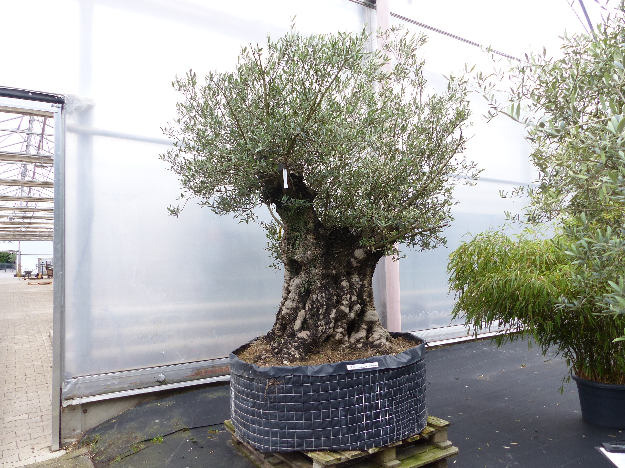 Olivenbaum R5 Olive 250 cm hoch, Olea Europaea im Pflanzsack alt urig knorrig winterhart - Bild 1
