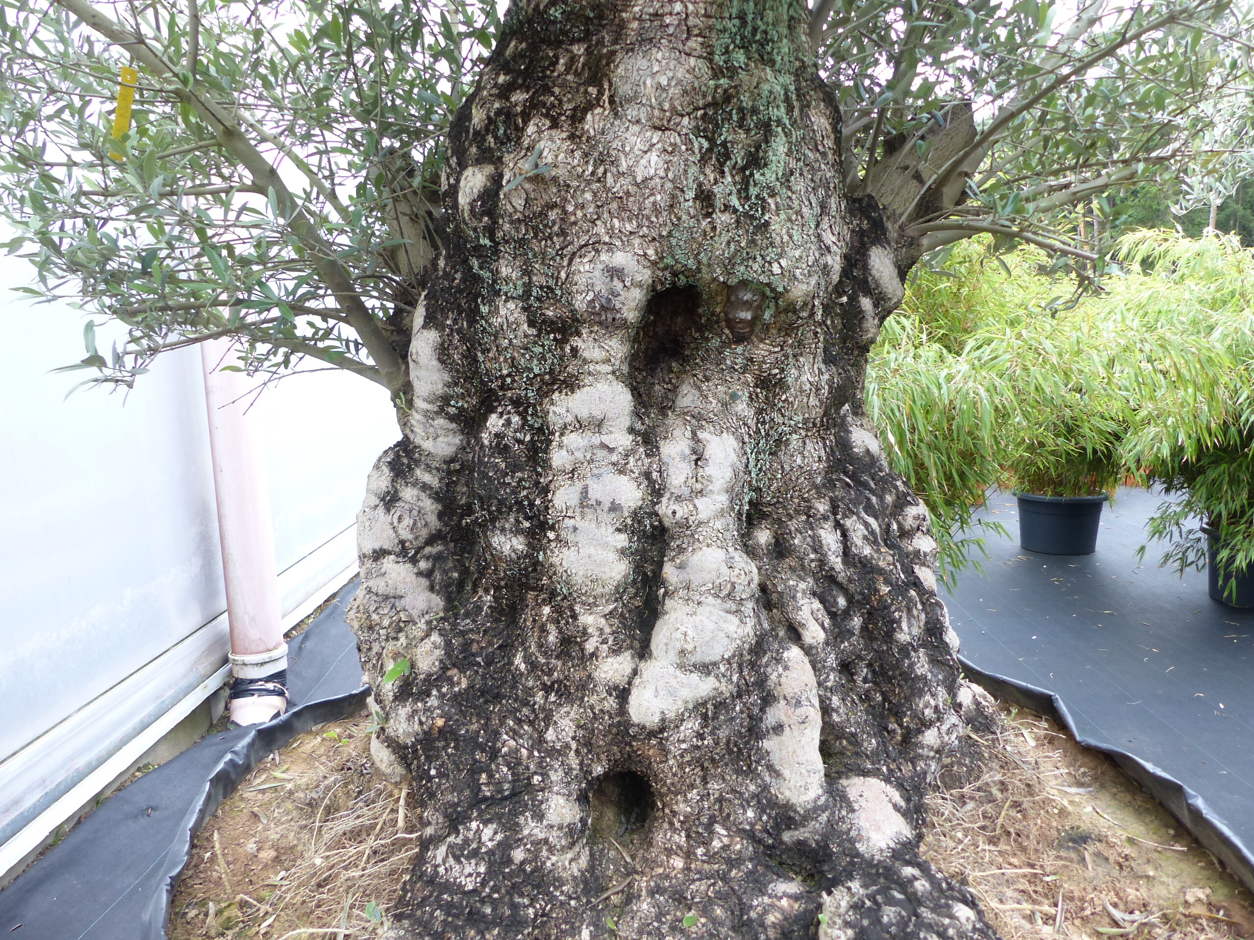 suleneibe taxus baccata Taxus baccata Solitr kaufen? Bestellen Sie einfach online beim Zchter